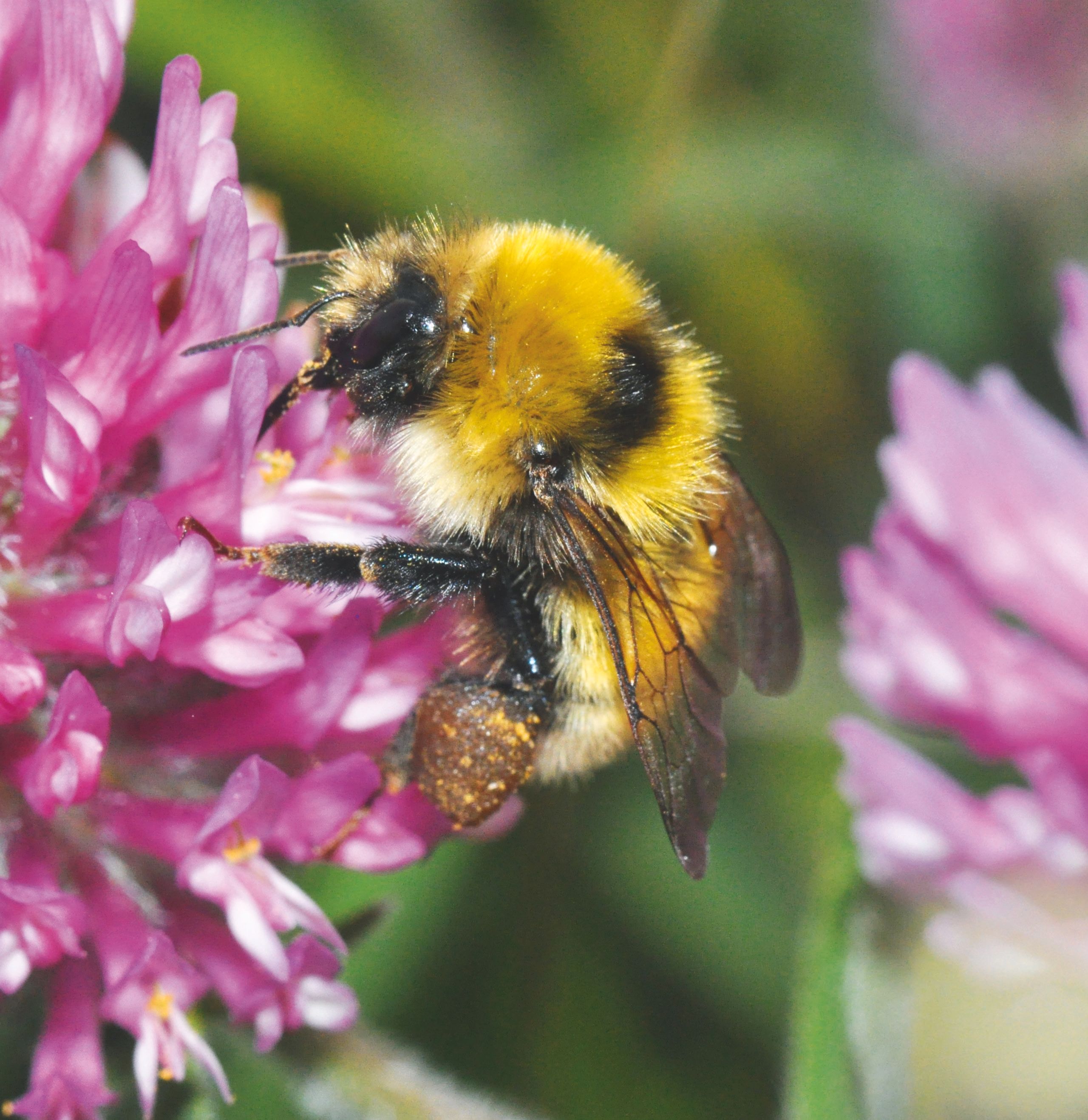 Die Deichhummel - Foto: Dr Hannes Petrischak