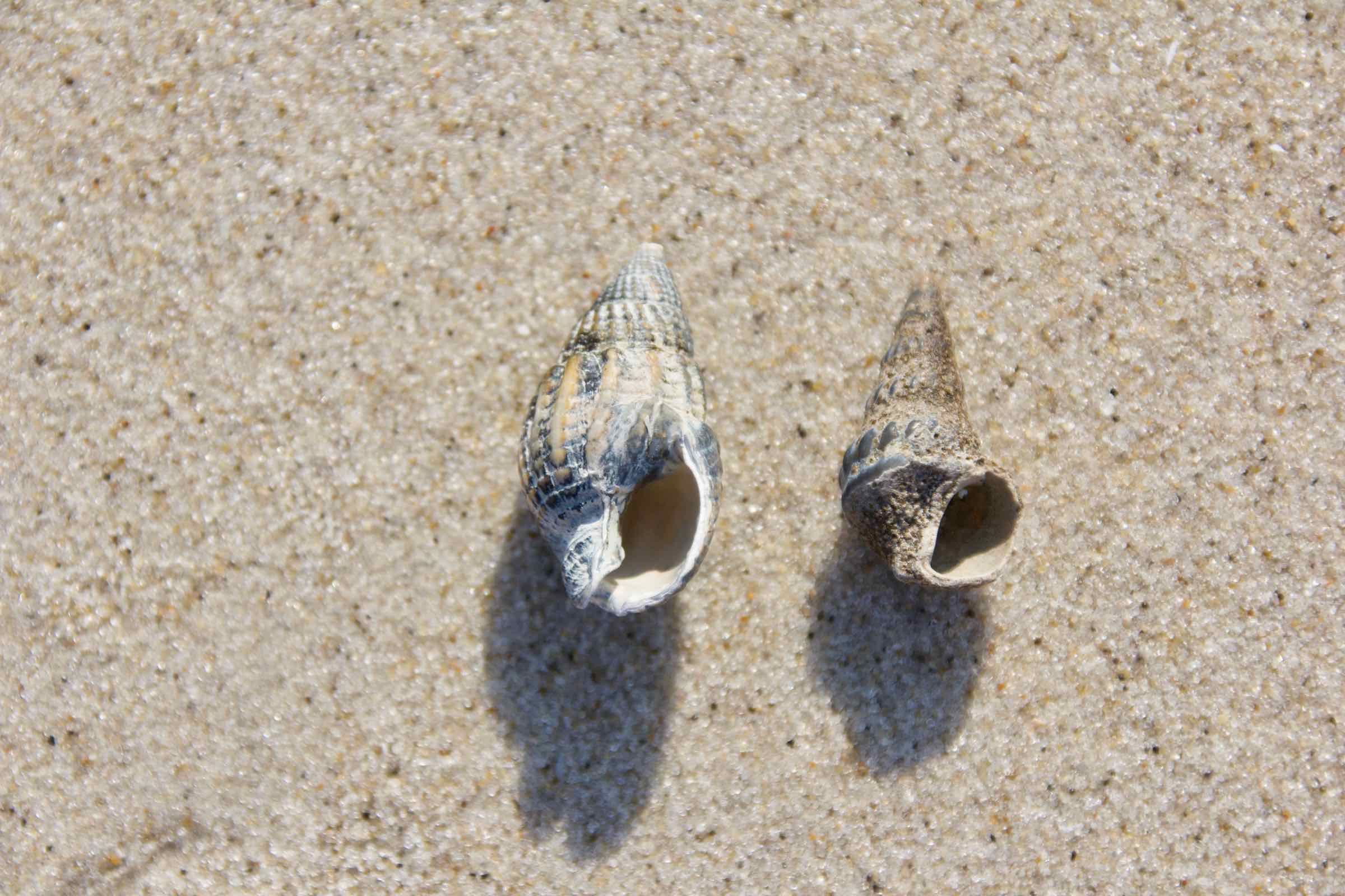 Bei Sonnenuntergang stellen wir Ihnen Tiere und Pflanzen am Strand vor und erzählen interessante und teils kuriose Details. Darüber hinaus erläutern wir Ihnen, warum unsere Nordsee in Gefahr ist.