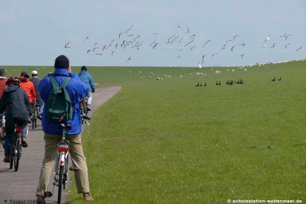 Mit der Schutzstation Wattenmeer die typischen Vögel an der Küste kennenlernen und viele spannende Details über die Vogelwelt und den Vogelzug im Wattenmeer erfahren