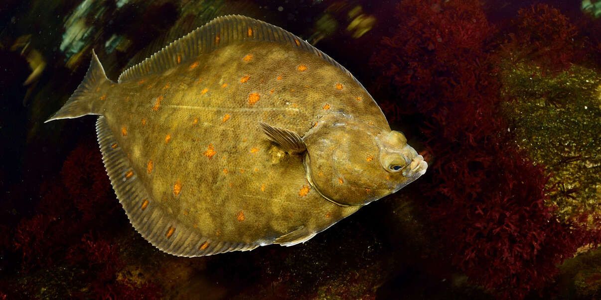 Eine gelbe Scholle mit orangenen Punkten treibt im Wasser umher