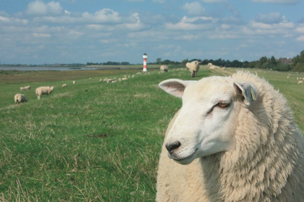 Schaf auf einem Deich an der Nordsee