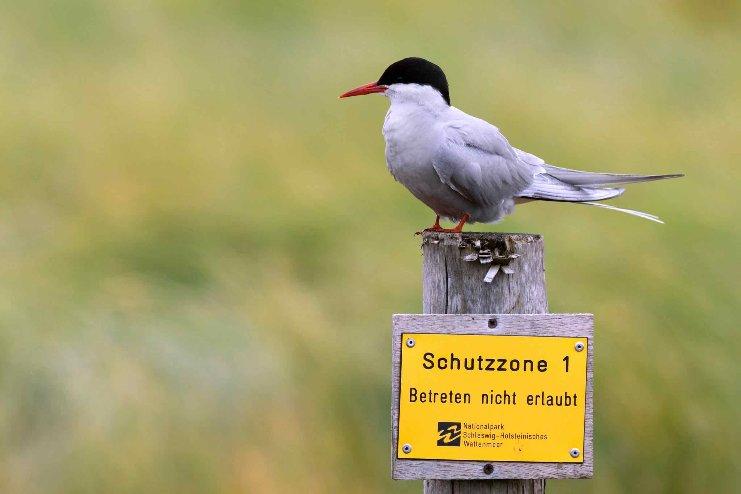 Bei dieser geführten Radtour lernen Sie die spannende Vogelwelt der Insel Pellworm kennen. Mit Fernrohr und Fernglas kommen wir den Vögeln ganz nah und entdecken die wichtigsten Arten.