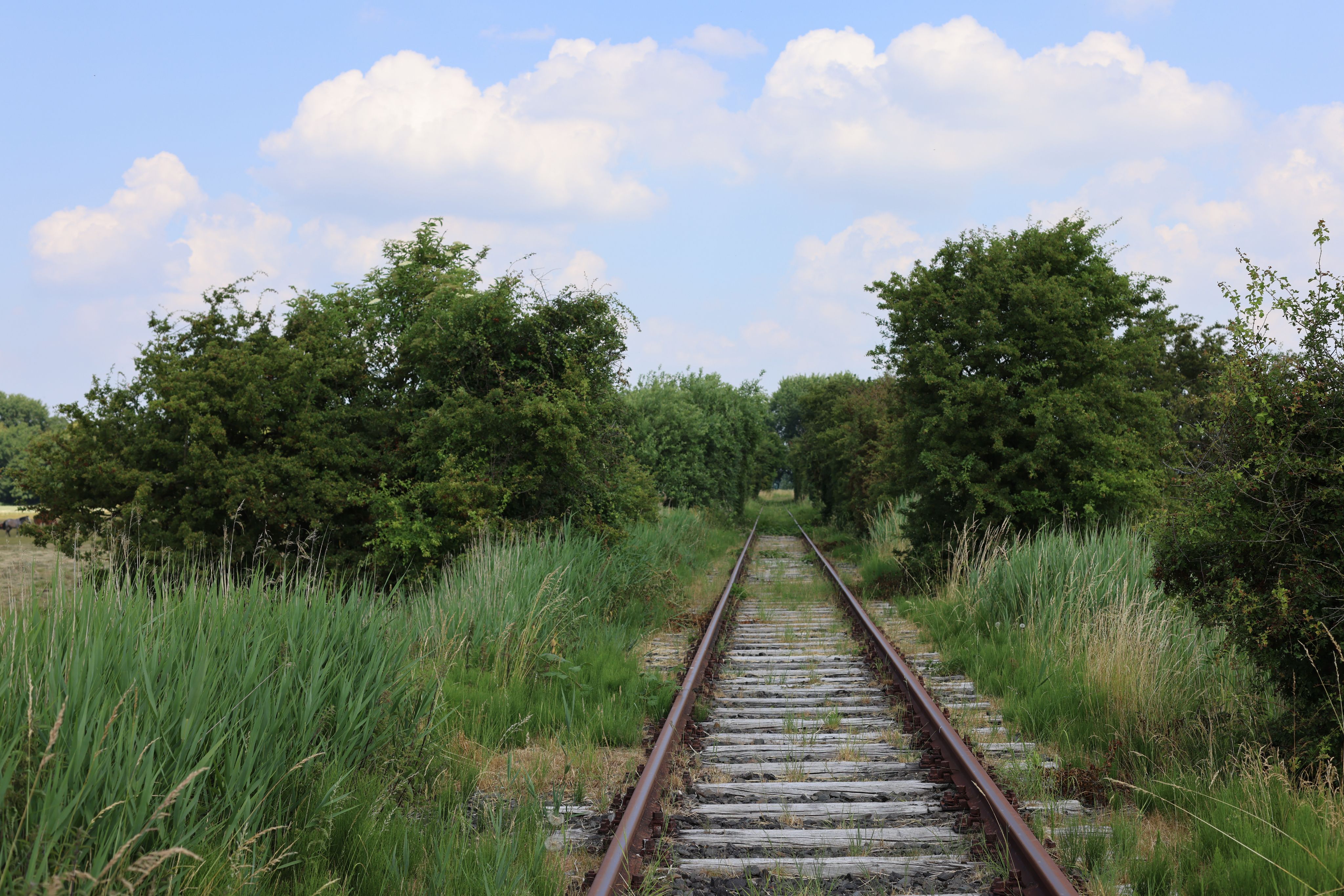 Blick auf die alten Schienen und die Büsche entlang der Strecke