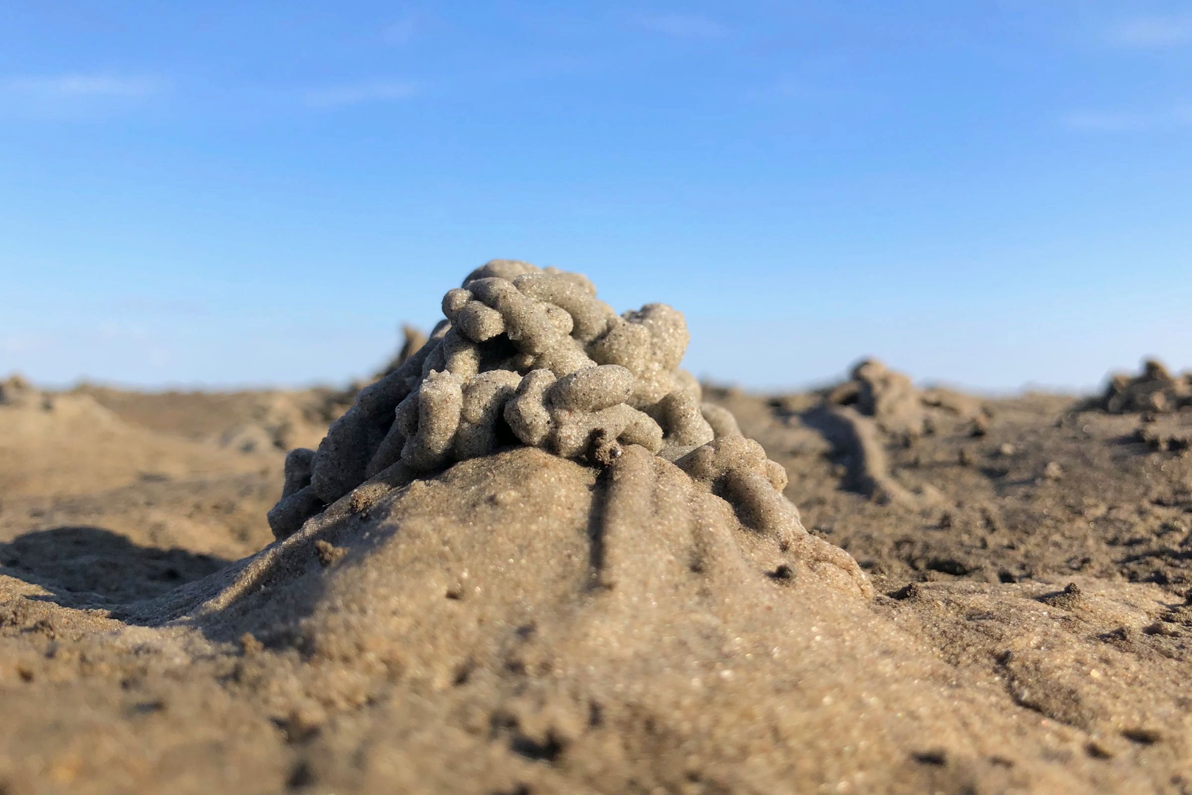 Erleben Sie mit der Schutzstation Wattenmeer den Nationalpark in der Meldorfer Bucht. Gemeinsam erkunden wir das in Sand und Schlick verborgene Leben.