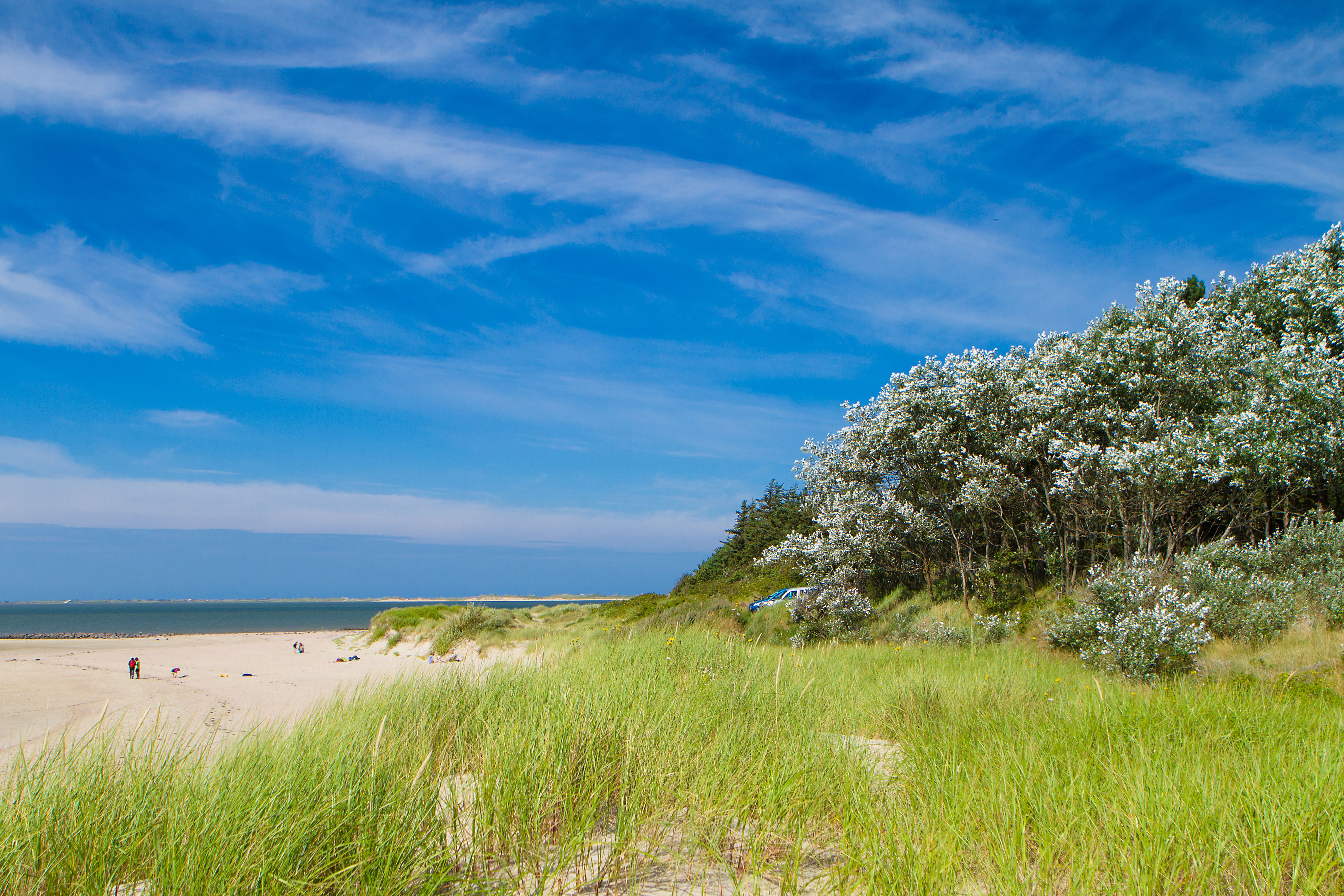 Blick auf den Strand in der Nähe des Goting Kliffs auf Föhr, im Vordergrund Dünengras, im Hintergrund Sandstran