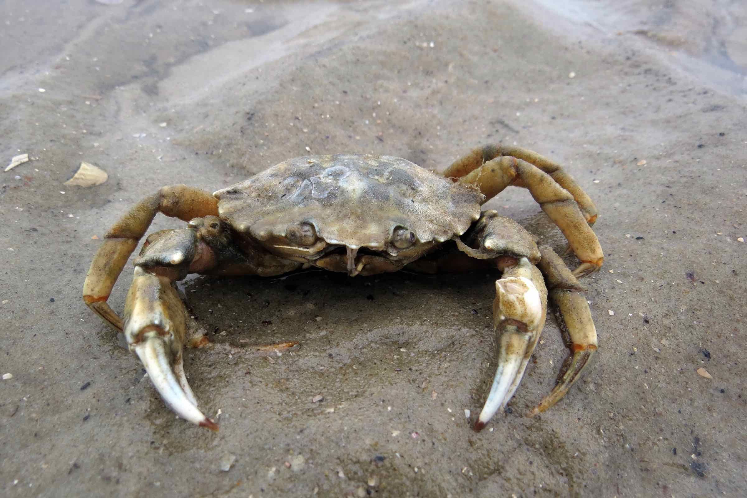 Einstündige Wattführung zum Priel am Südstrand. Sie bekommen einen ersten Eindruck vom Lebensraum Watt und erfahren die wichtigsten Infos zum Nationalpark und zur Sicherheit im Watt.