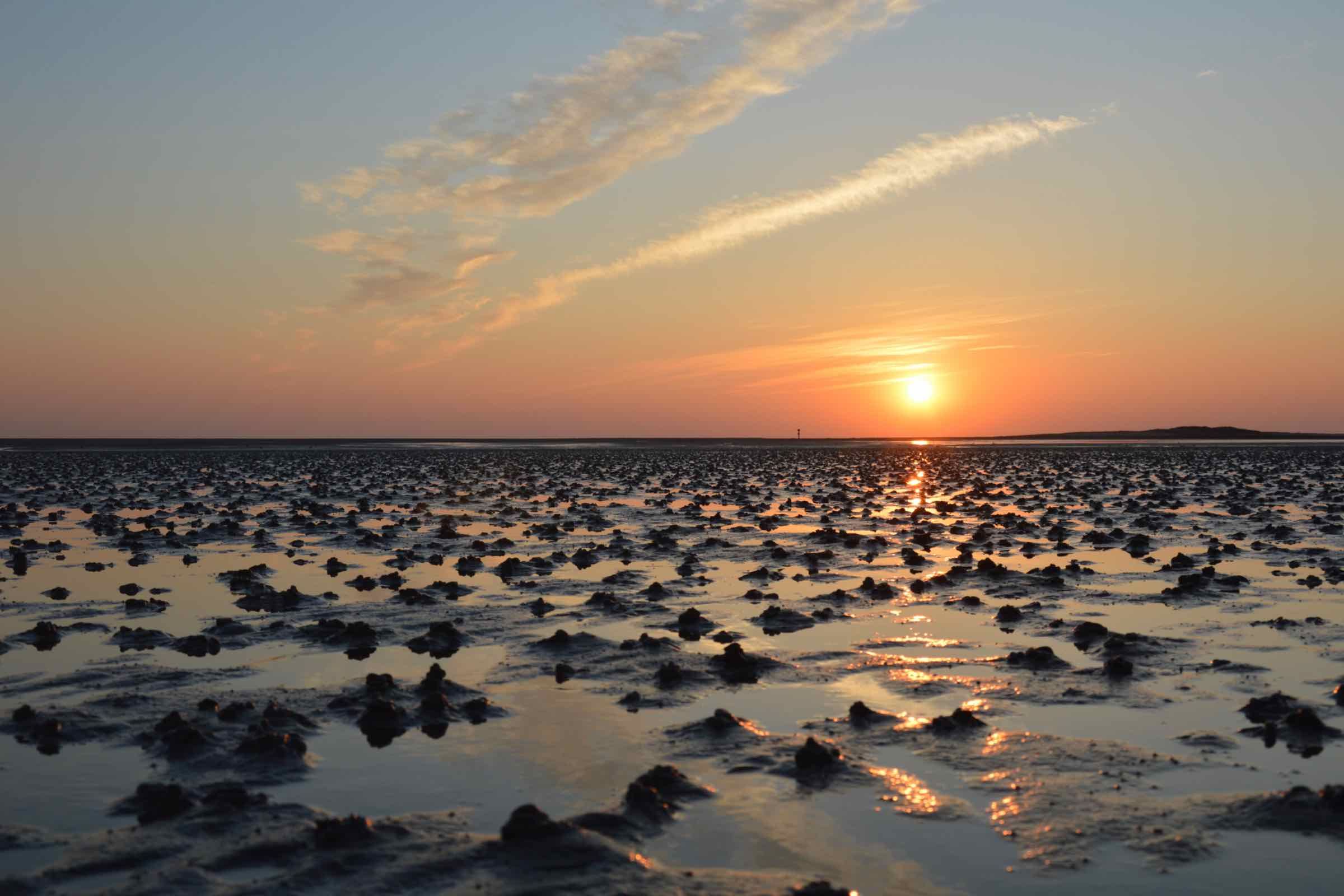 Die Abendstimmung lässt diese zweistündige Wattführung zu einem besonderen Erlebnis werden. Lernen Sie Tiere und Pflanzen im Wattenmeer kennen.