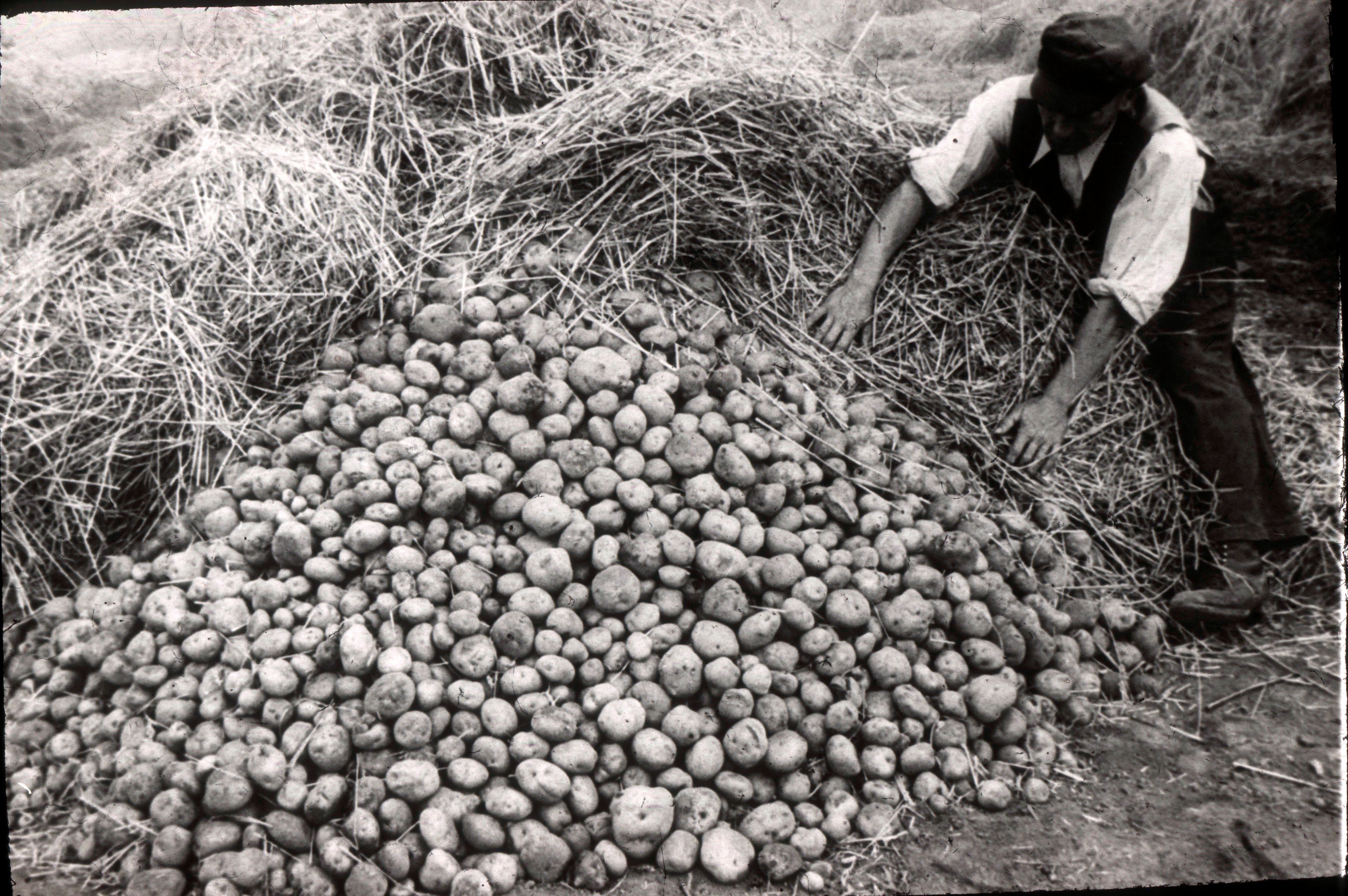 Ein Junge arbeitet an einem großen Berg frisch geernteter Kartoffeln - das Bild ist in schwarz-weiß gehalten