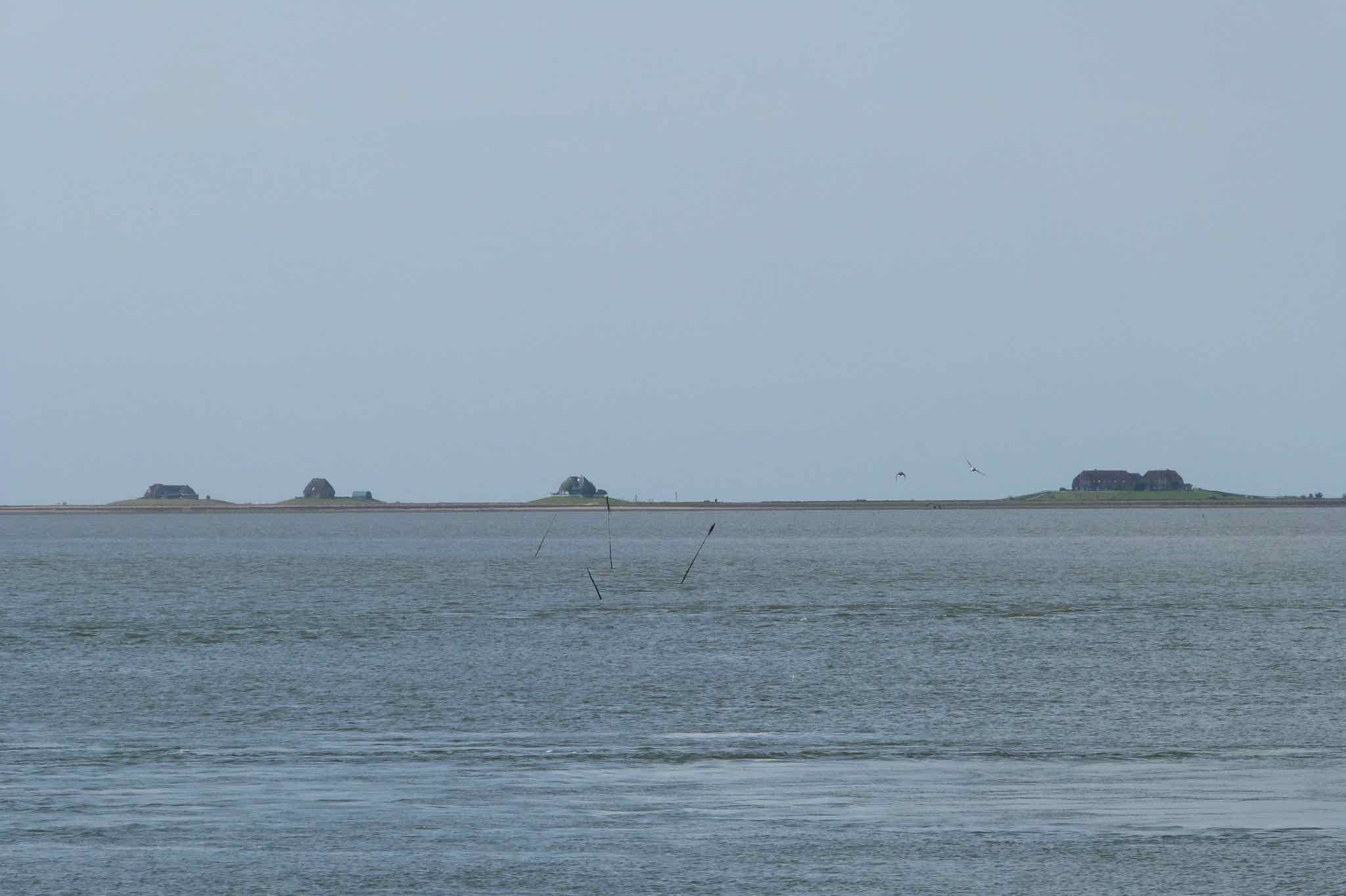 Fahren Sie mit der MS Nordfriesland nach Nordstrandischmoor und lernen Sie dort das Halligleben kennen. Nordstrandischmoor ist die jüngste der zehn Halligen und entstand 1634 bei einer großen Sturmflut.