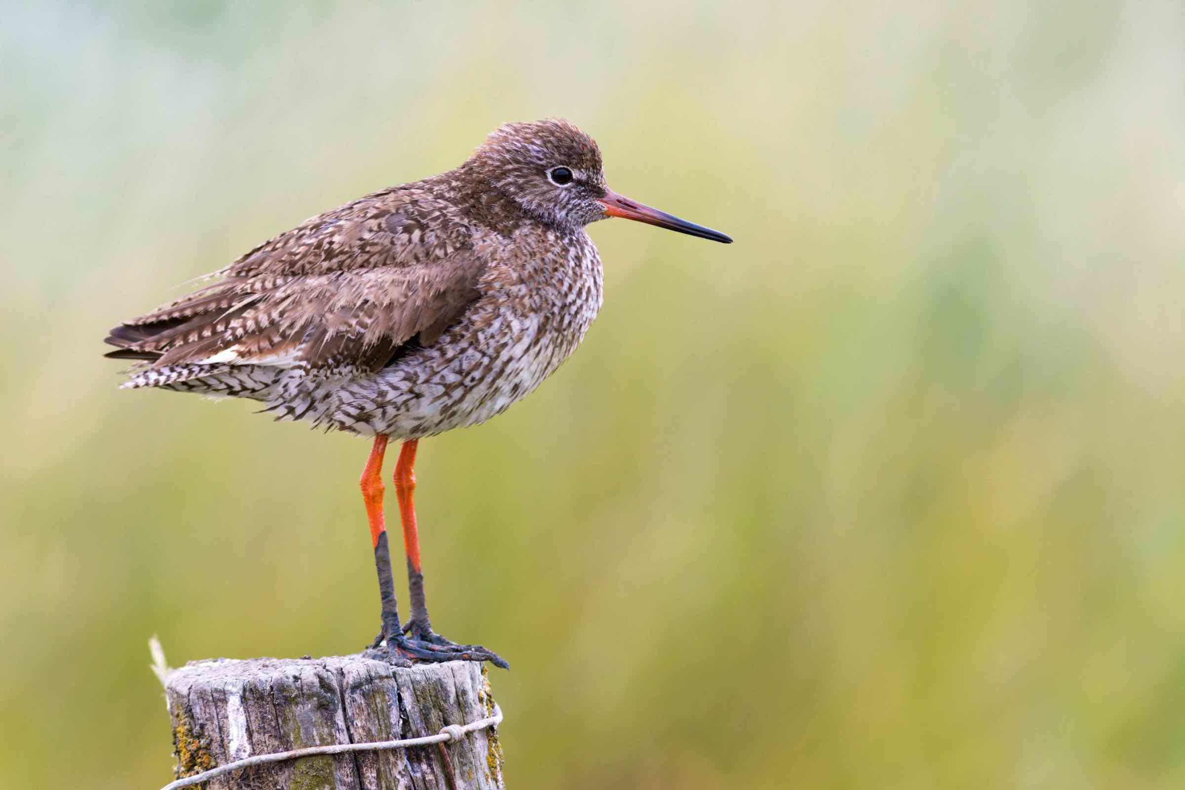 Haben sie schon etwas von Austernfischer, Rotschenkel oder Alpenstrandläufer gehört? Mit Fahrrad und Fernglas beobachten wir zu Hochwasser diese und weitere Vögel aus nächster Nähe.