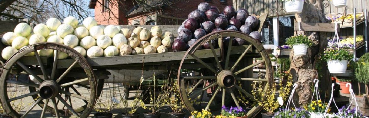 Kohl in Dithmarschen