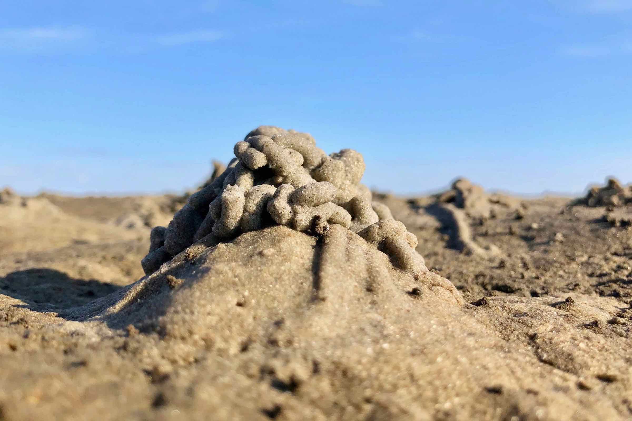 Das Wattenmeer ist ein ganz besonderer Lebensraum, das im Rahmen dieser Wattführung vorgestellt wird. Wir zeigen typische Muscheln, Würmer und Krebse und beschäftigen uns mit dem Schutz des Watts.