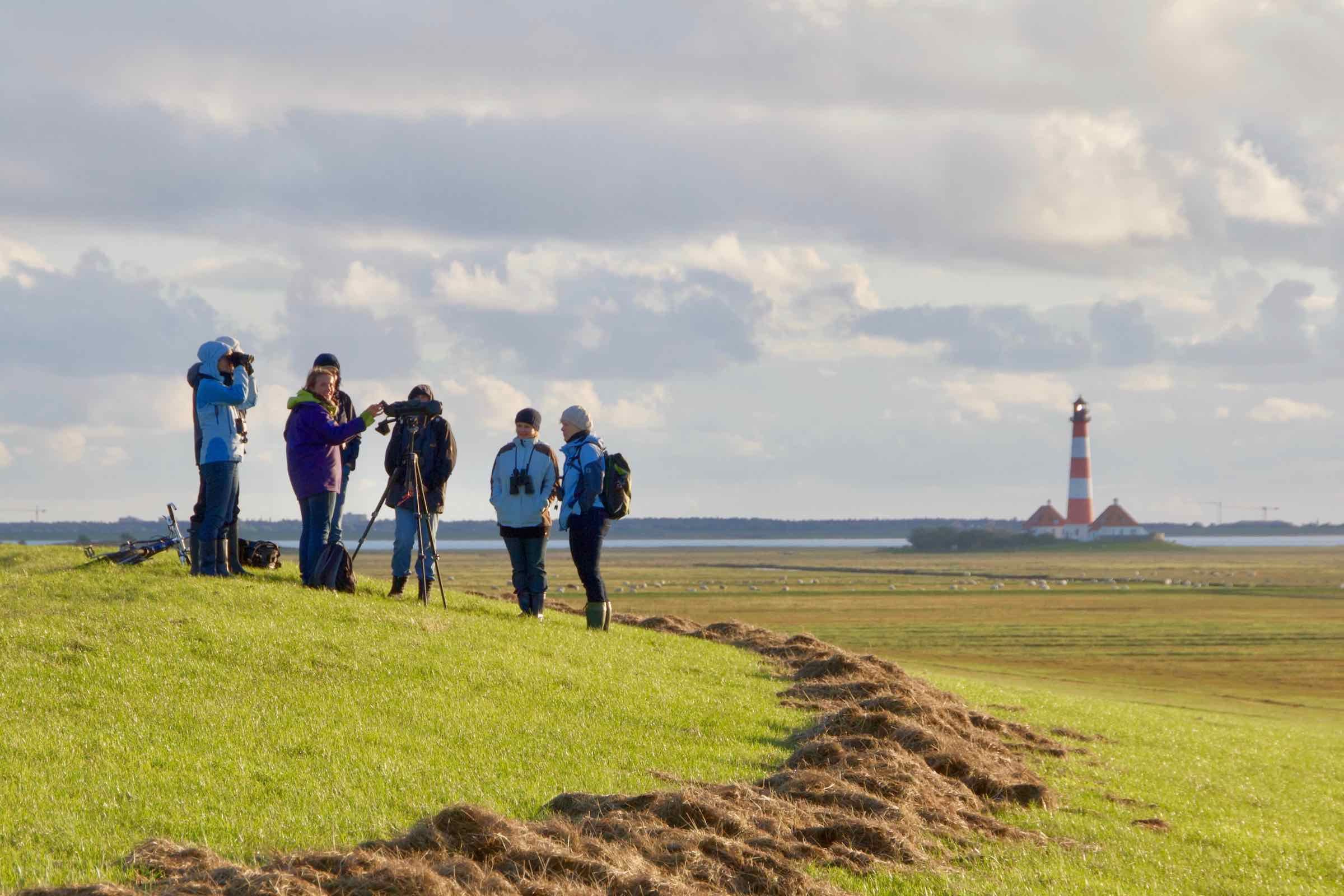 Bei dieser Wanderung am Weltnaturerbe Wattenmeer lernen wir interessante Brutvögel kennen, ebenso wie die erstaunlichen Leistungen mancher Zugvögel.