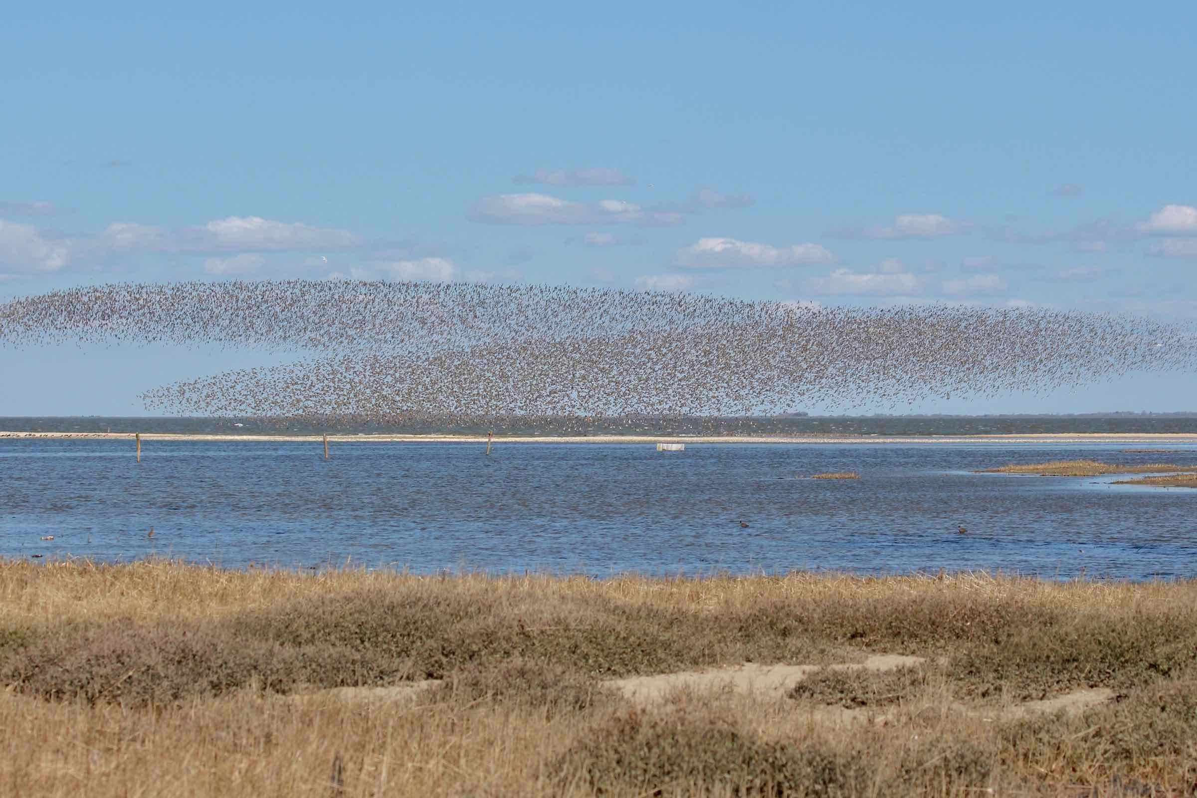 Gemeinsam entdecken wir die Seevögel an unserem schönen Hochwasserrastplatz in Hörnum auf Sylt und erklären Ihnen warum das Wattenmeer eine sehr große Bedeutung für den Vogelzug besitzt.