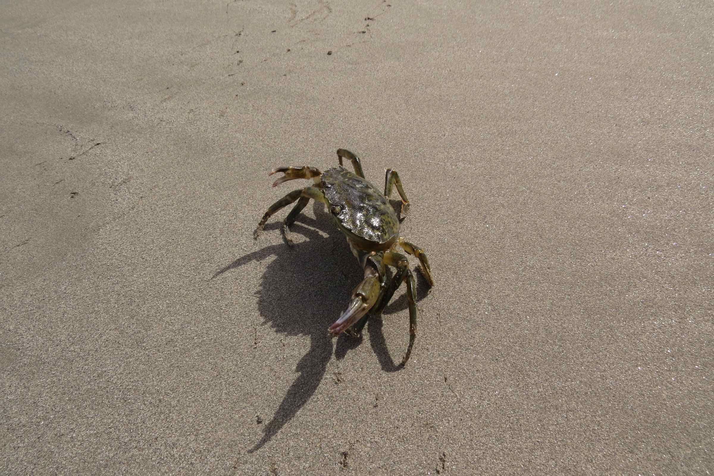 Kindgerecht erkunden wir das Watt unter fachkundiger Leitung. Gemeinsam entdecken wir diesen besonderen Lebensraum und seine Bewohner wie Wattwurm, Strandkrabbe, Strandschnecke und Co.