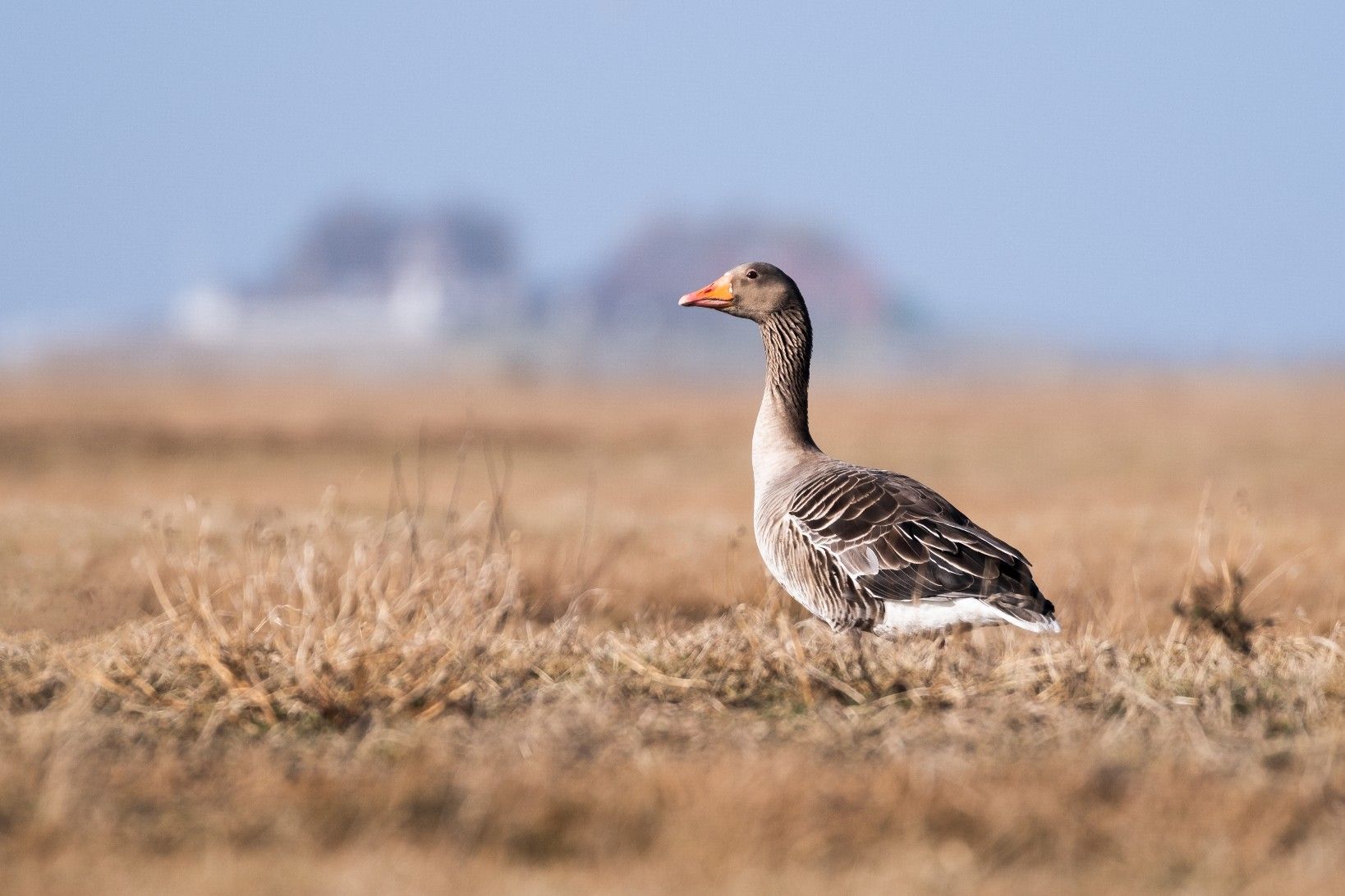 Die Halligen sind für Brut- und Zugvögel von besonderer Bedeutung. Auch die Graugänse fühlen sich hier besonders wohl und ziehen im Frühjahr ihre Jungvögel groß.