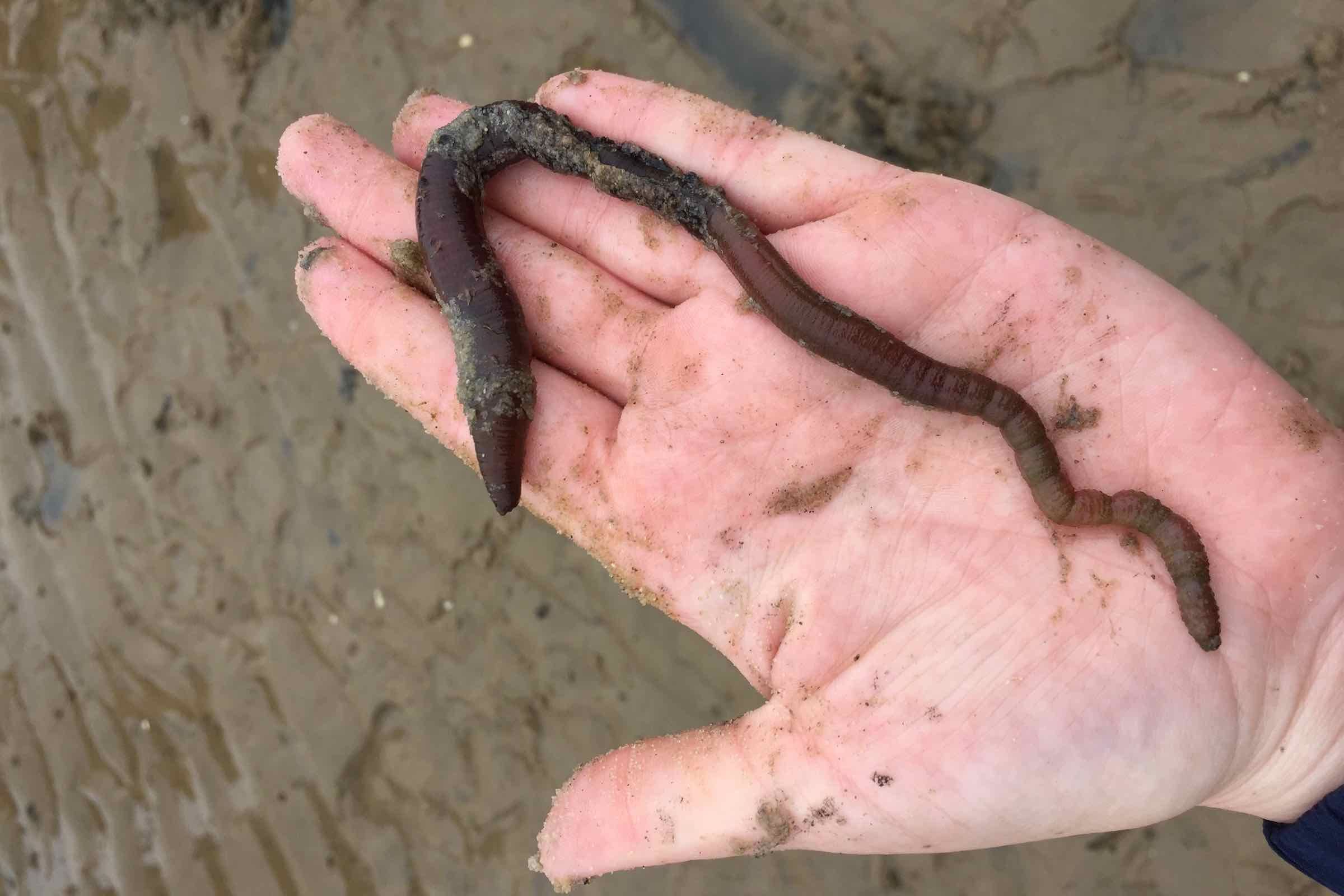 Eine Wattwanderung über den schlickigen Meeresgrund der Nordsee - sowohl im Sommer als auch Winter ein Erlebnis. Entdecken Sie den Artenreichtum der Tiere und erfahren Sie mehr über das Rantumer Watt.