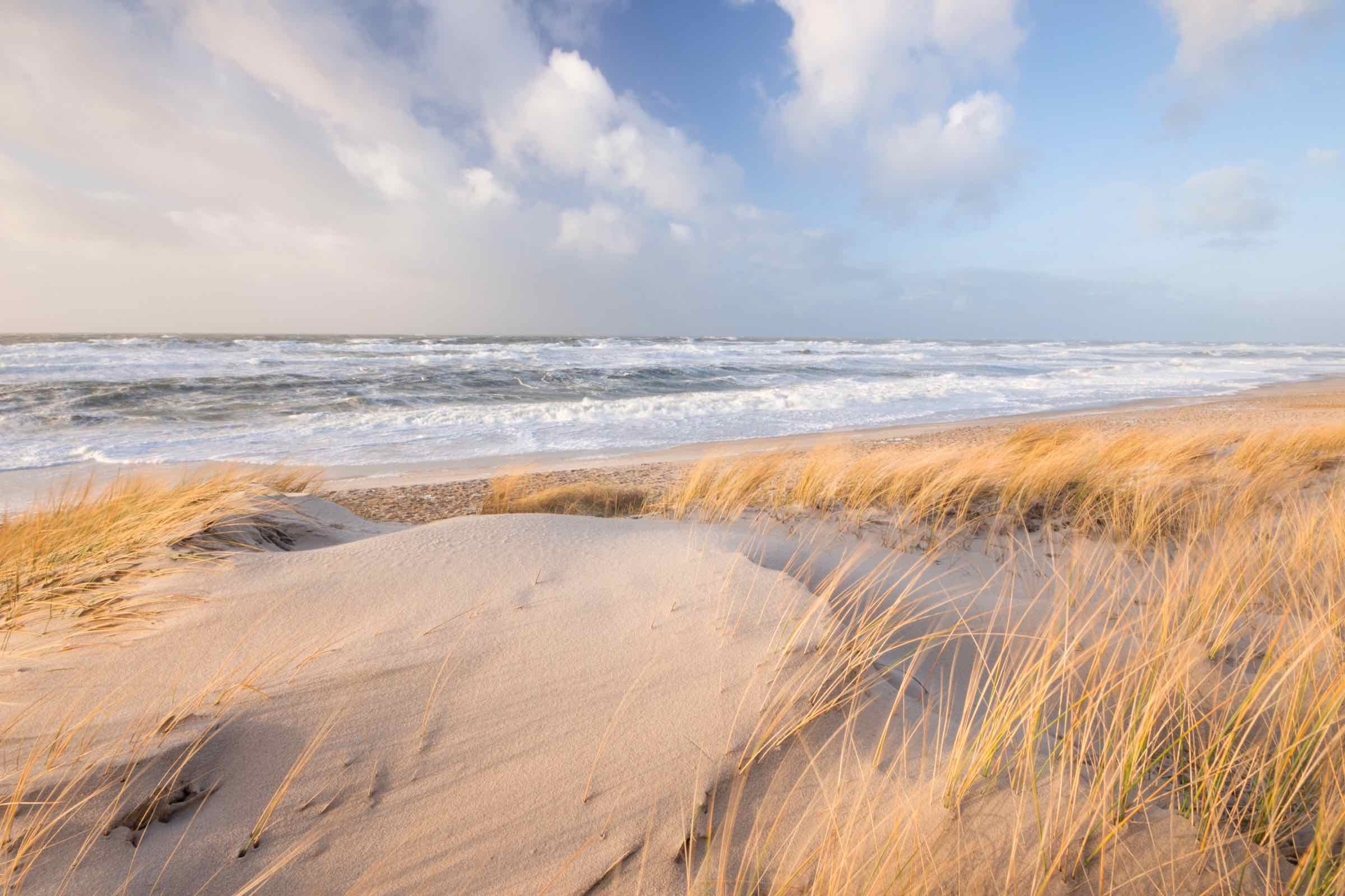 Diese Führung zeigt Ihnen die häufigsten Strandfunde auf Sylt. Erfahren Sie Spannendes zu Muscheln, Krebsen, Schnecken und Seehunden in der Nordsee.