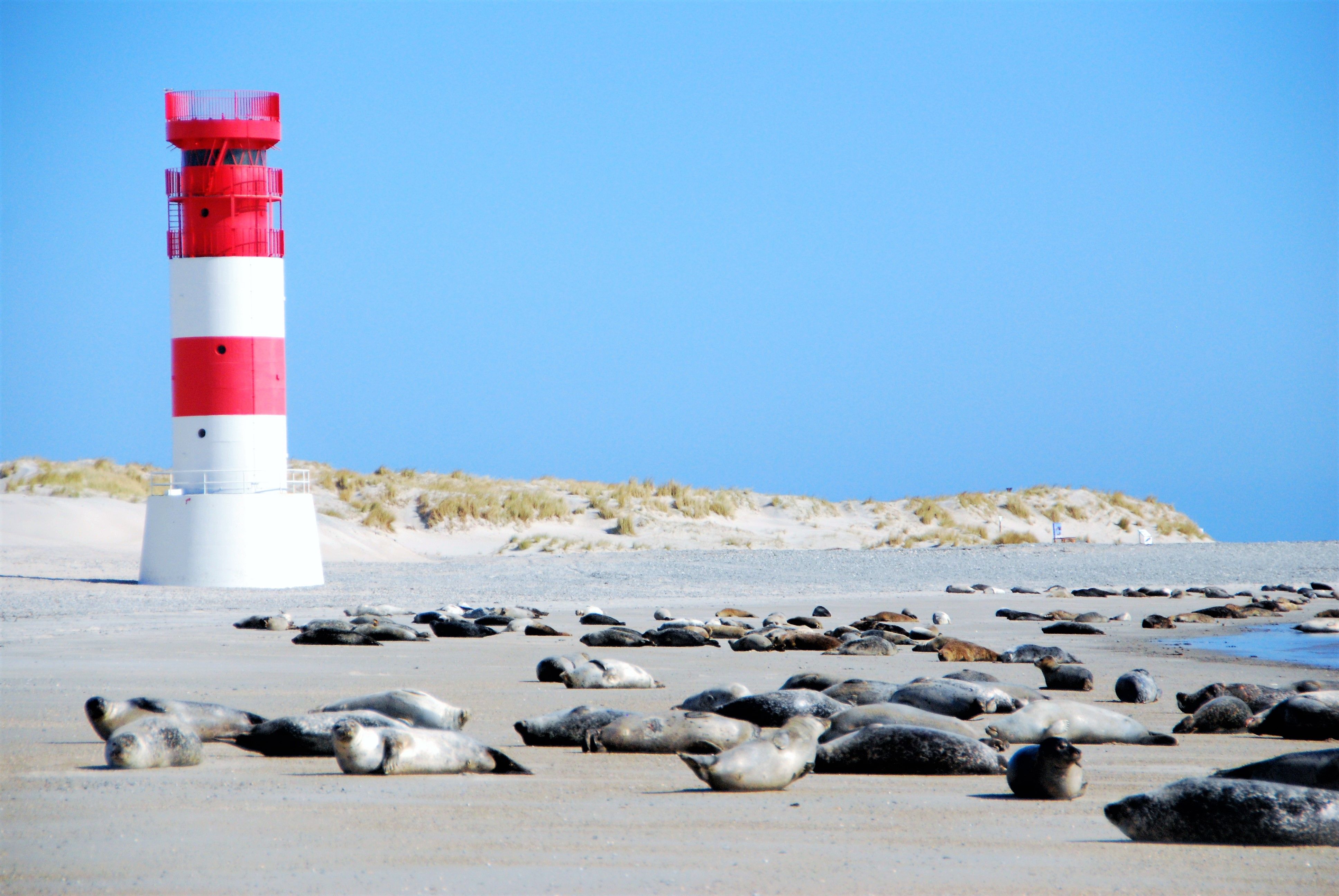 Der weiß rote Helgoländer Leuchtturm inmitten von Schneebedeckter Landschaft