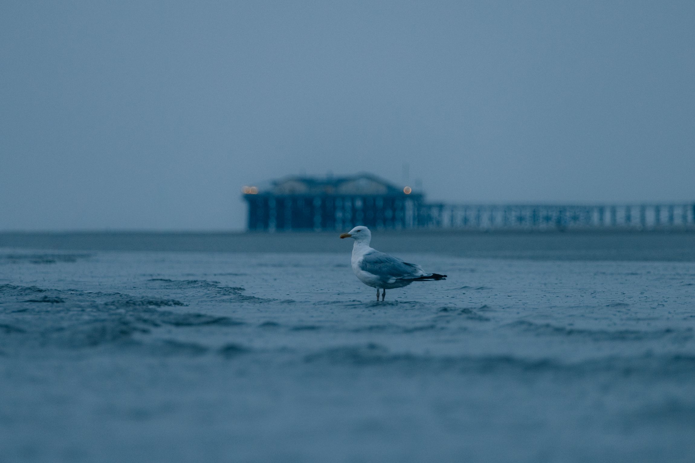 Eine Möwe steht im Wasser, im Hintergrund ist eine Pfahlbaute von St- Peter-Ording zu erkennen