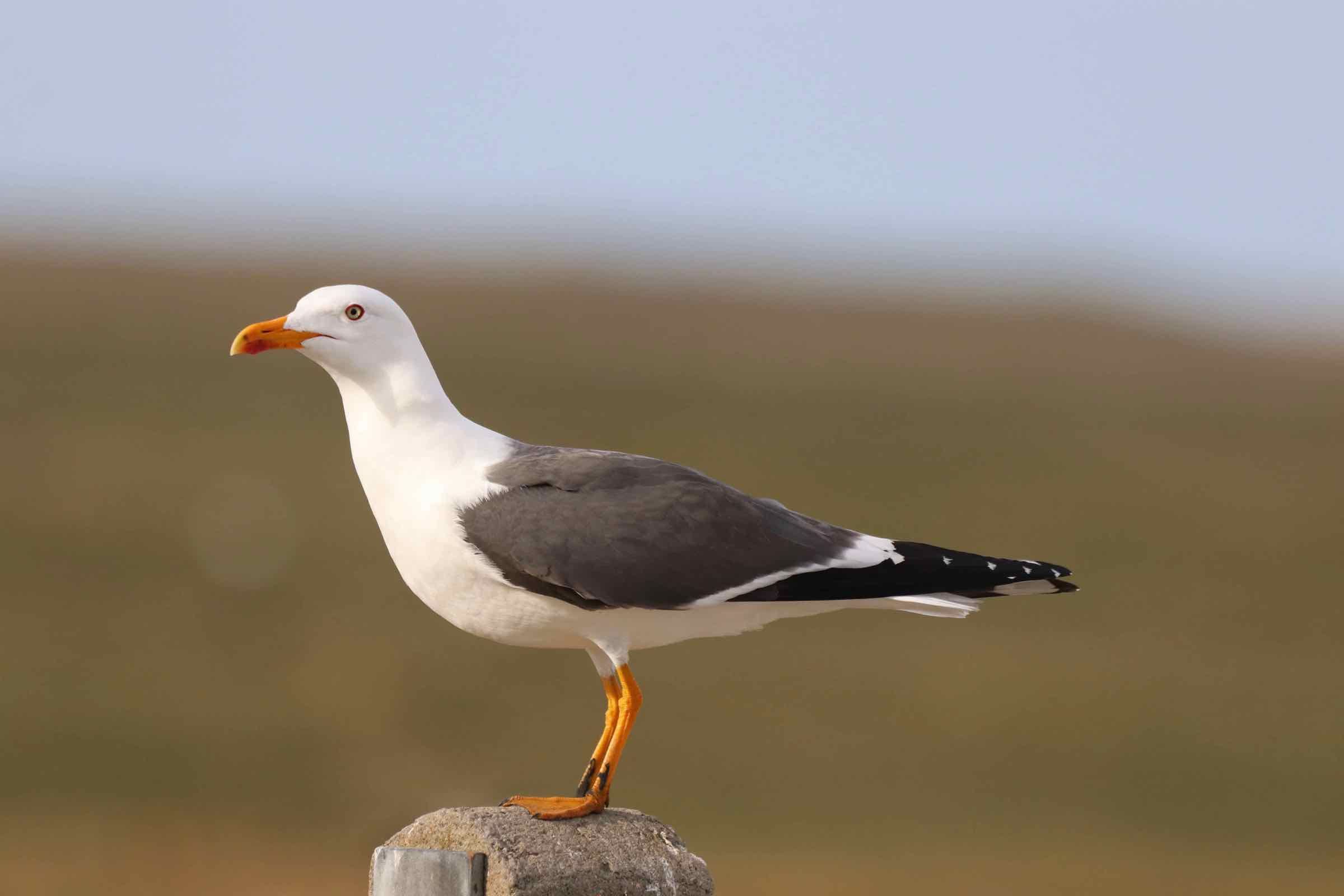 Das Wattenmeer und die Halligen haben eine besondere Bedeutung für die Vogelwelt. Wir stellen Ihnen die häufigsten Vögel vor. Zum Start beginnen wir mit einem kurzen Vortrag in unserer Ausstellung.