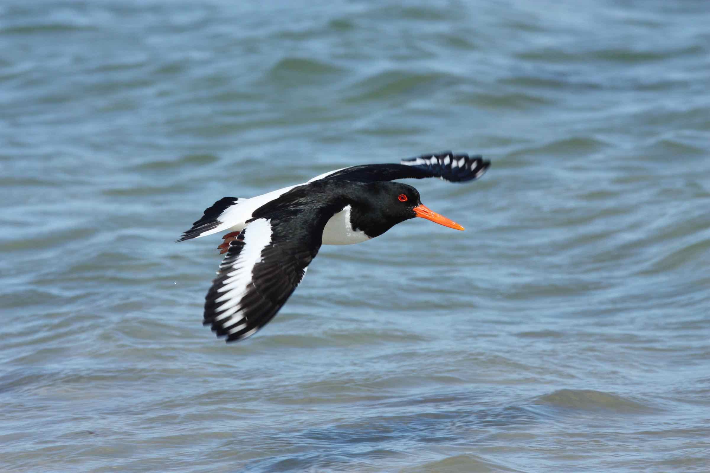 Eine Führung in die faszinierende Welt der Sylter Brut- und Zugvögel. Entdecken Sie Austernfischer, Möwen und Gänse und erfahren Sie, warum der Nationalpark Wattenmeer so bedeutsam für die Vögel ist.