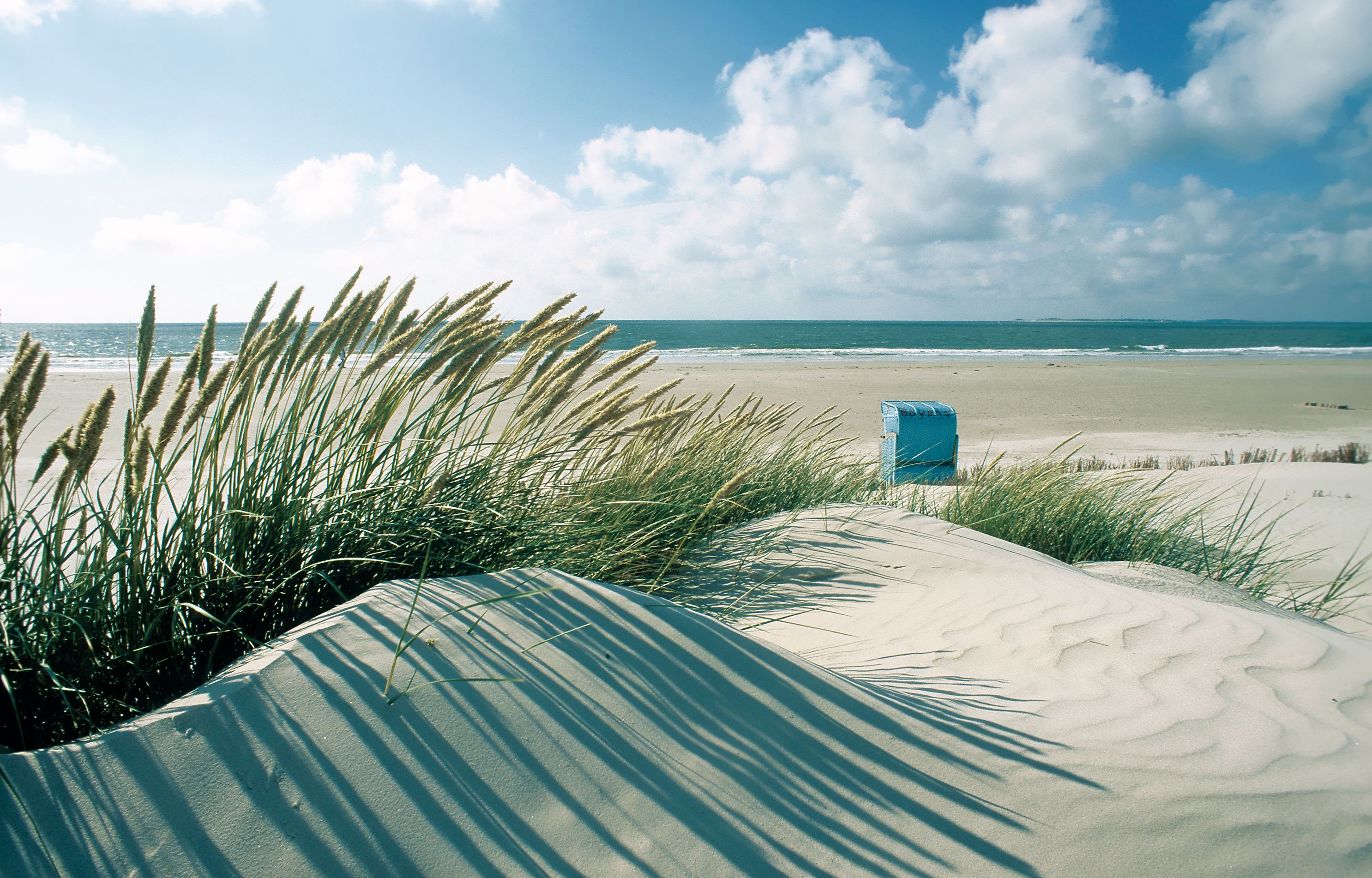 Amrum Strandhafer, im Hintergrund das Meer und ein Strandkorb