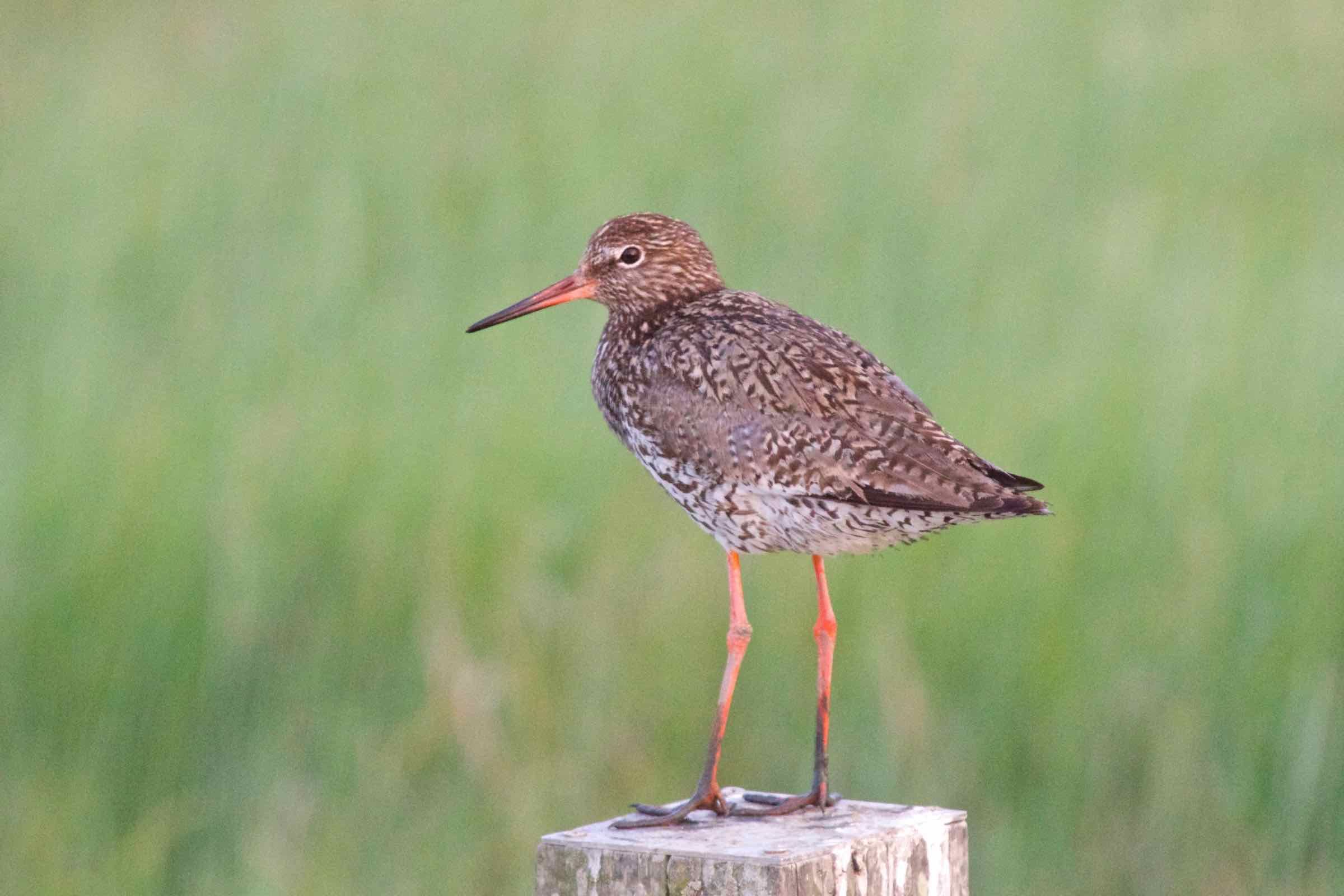 Wir beobachten aus nächster Nähe rastende Watvögel, stellen ausgewählte Vogelarten vor und erklären, warum das Wattenmeer für viele Zugvogelarten so bedeutsam ist.