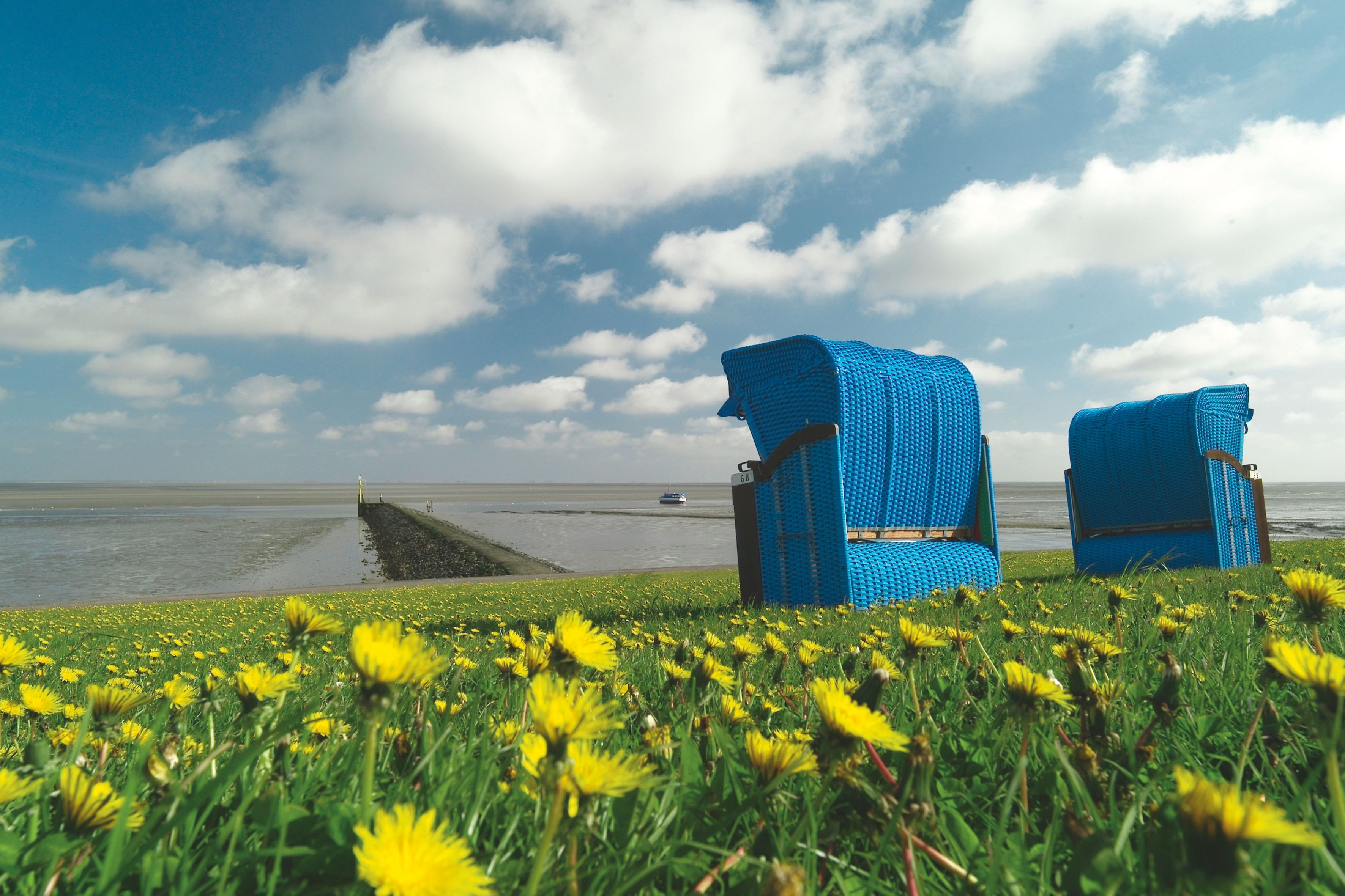 blaue Strandkörbe stehen auf dem Pellwormer Deich, auf dem gelber Löwenzahn blüht