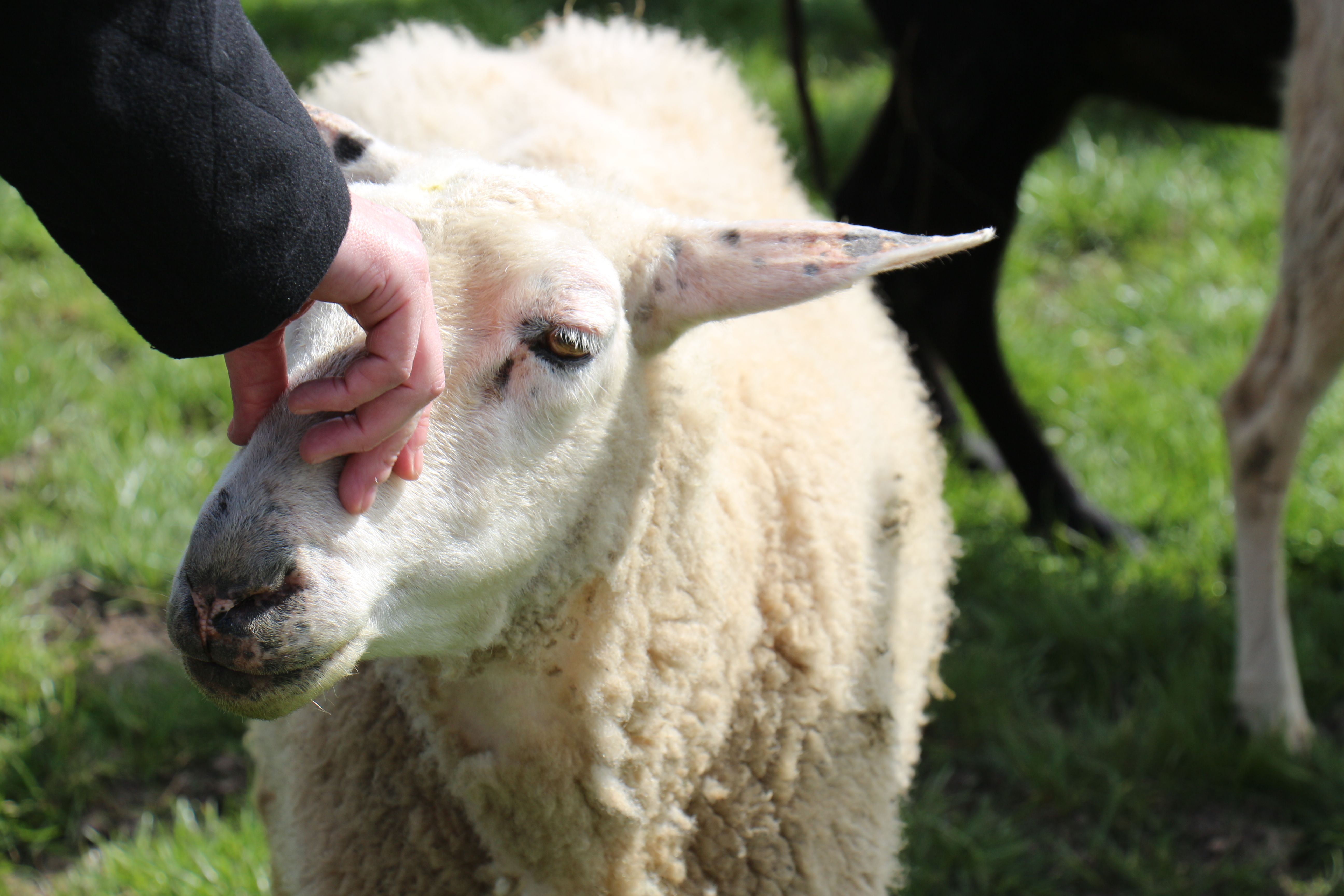 Ein Schaf wird am Kopf gekrault