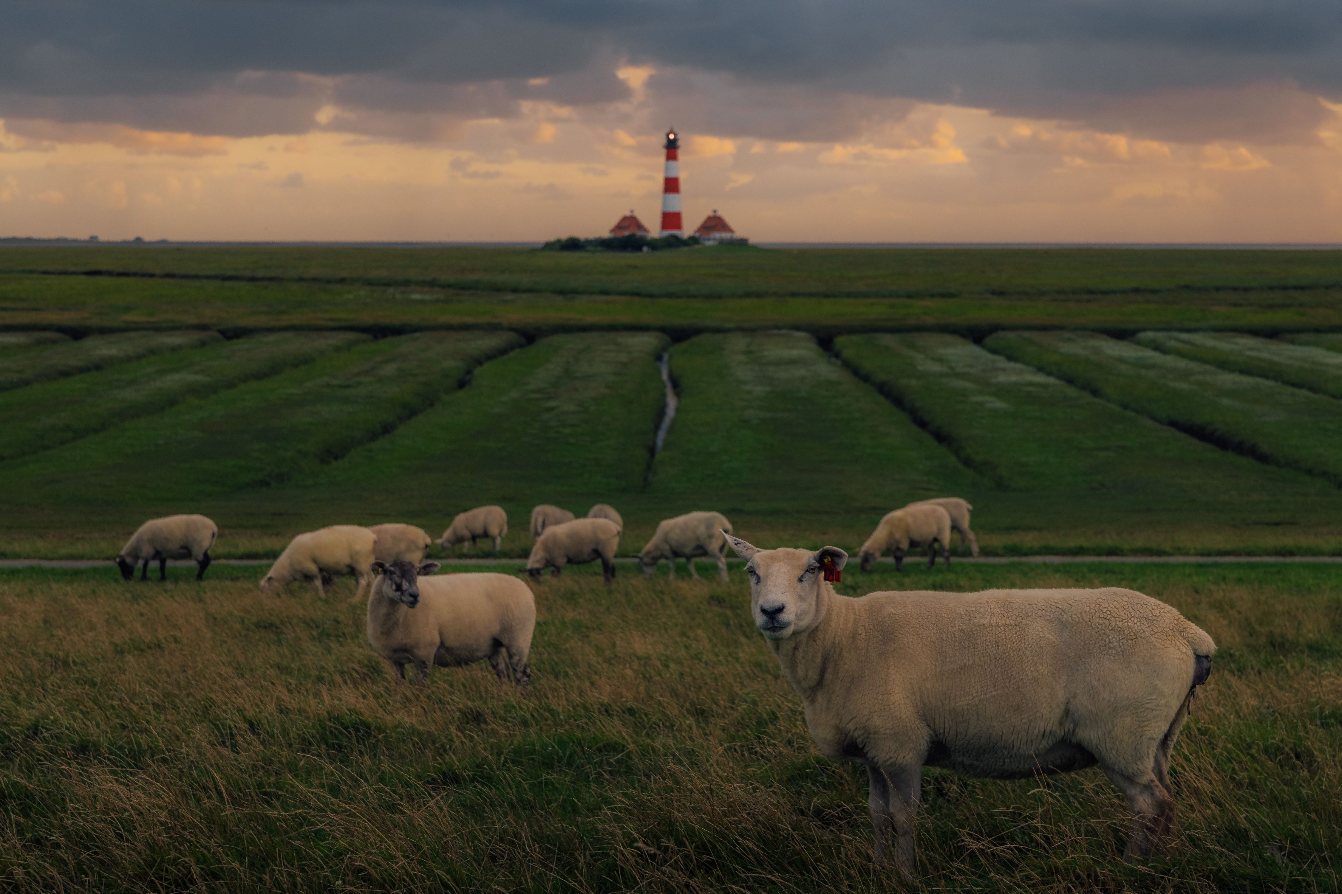 Schafe grasen auf der Weide, im Hintergrund steht der Westerhever Leuchtturm