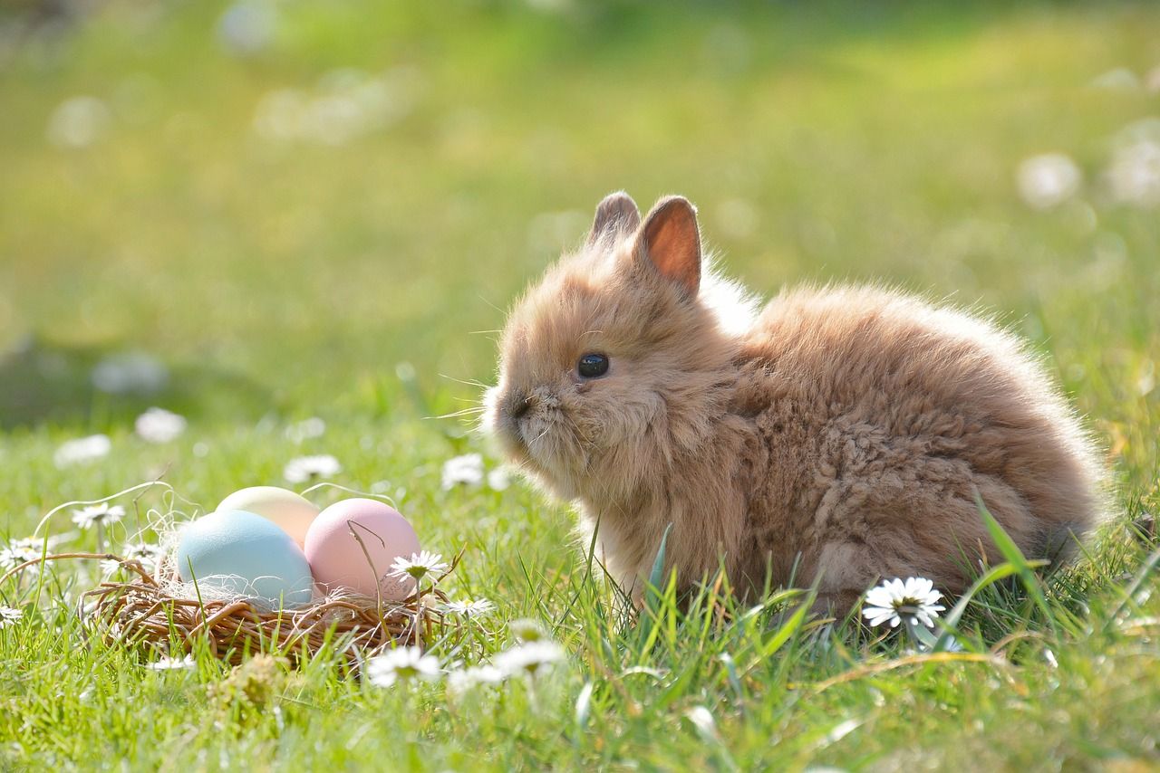 Ein kleines Kaninchen sind in einer Gänseblümchenwiese vor einem Osternest mit drei bunten Eiern darin