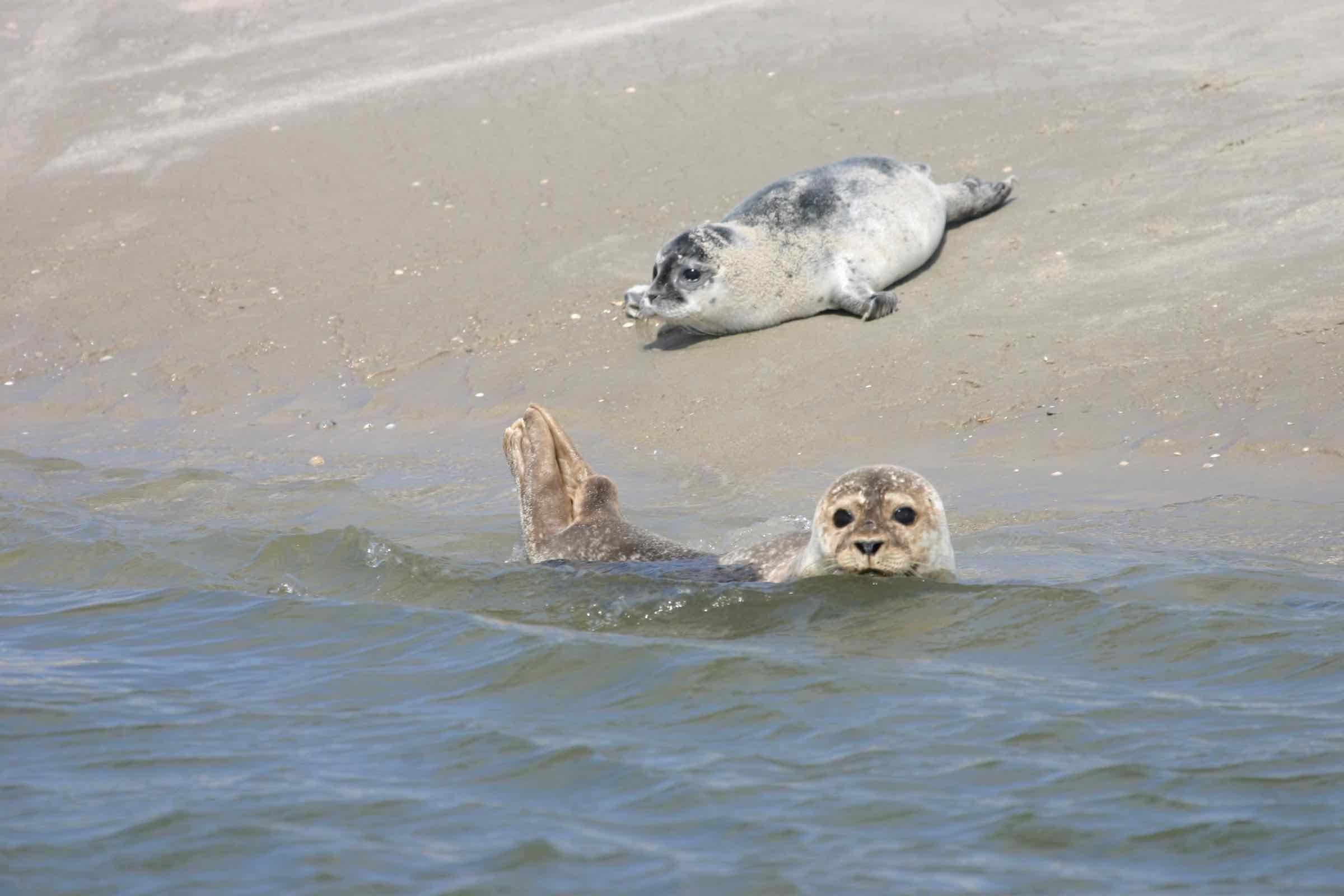 Während dieser Schiffstour mit der MS Nordfriesland erkunden wir bei einem Seetierfang die Unterwasserwelt des Wattenmeers und beobachten Seehunde, die sich auf Sandbänken zu Niedrigwasser aufhalten.