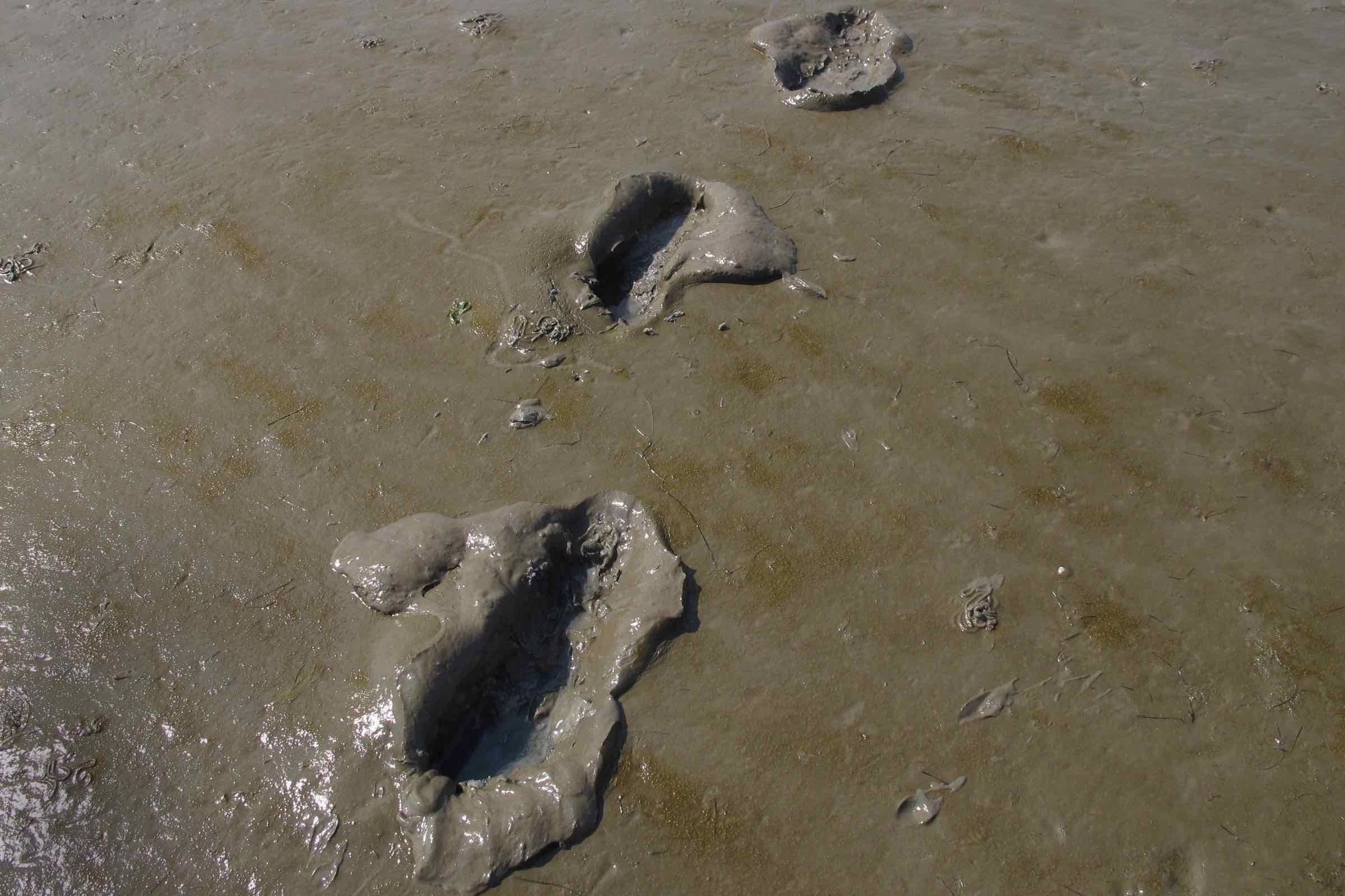 Schleifen Sie mit uns ein Stück Bernstein und lernen Sie diesen und andere Strandfunde besser kennen. Ist der Bernstein eigentlich wirklich ein Stein und wo kann ich ihn finden?