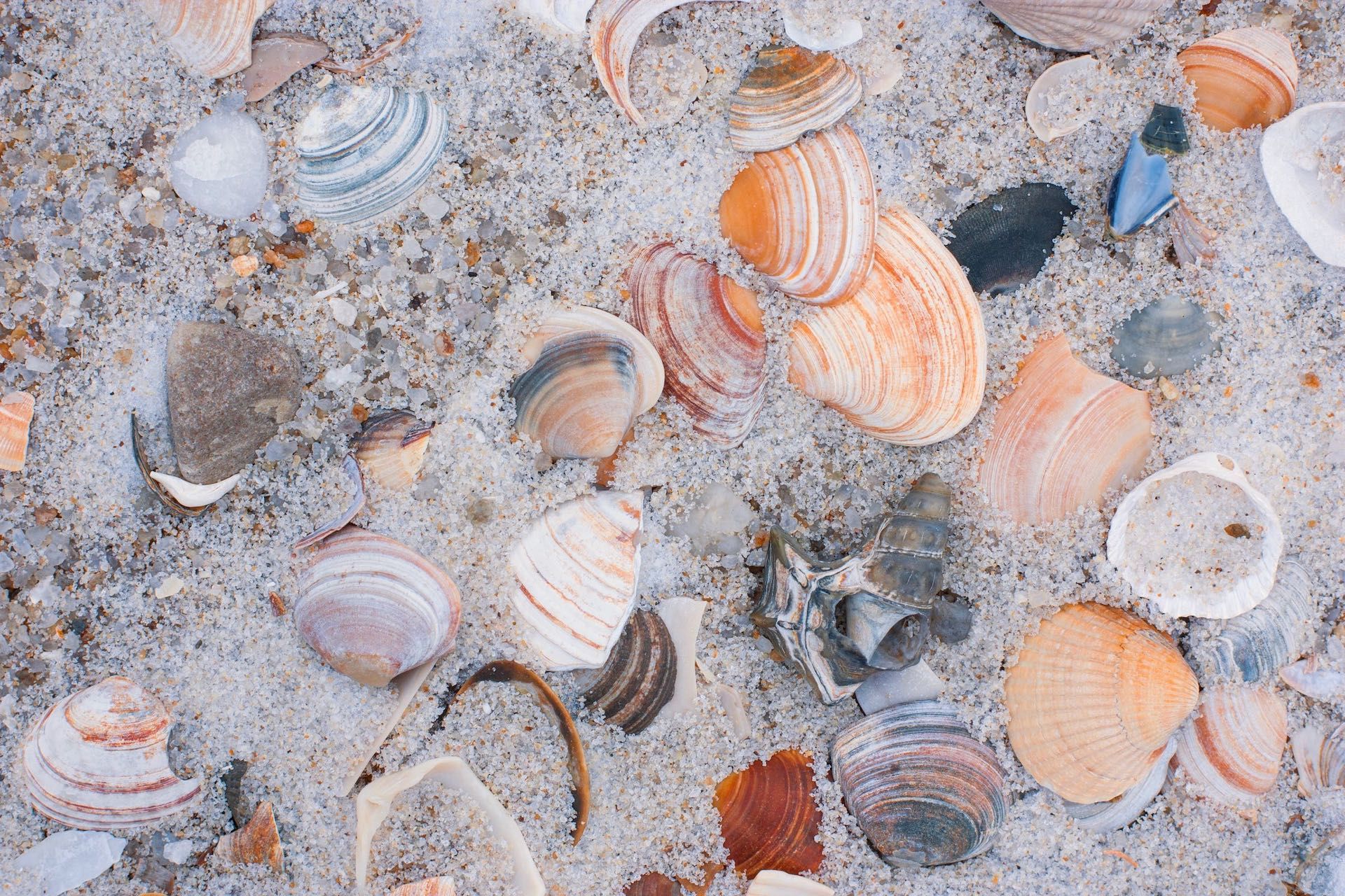 Am Strand finden wir viele verschiedene Muscheln.