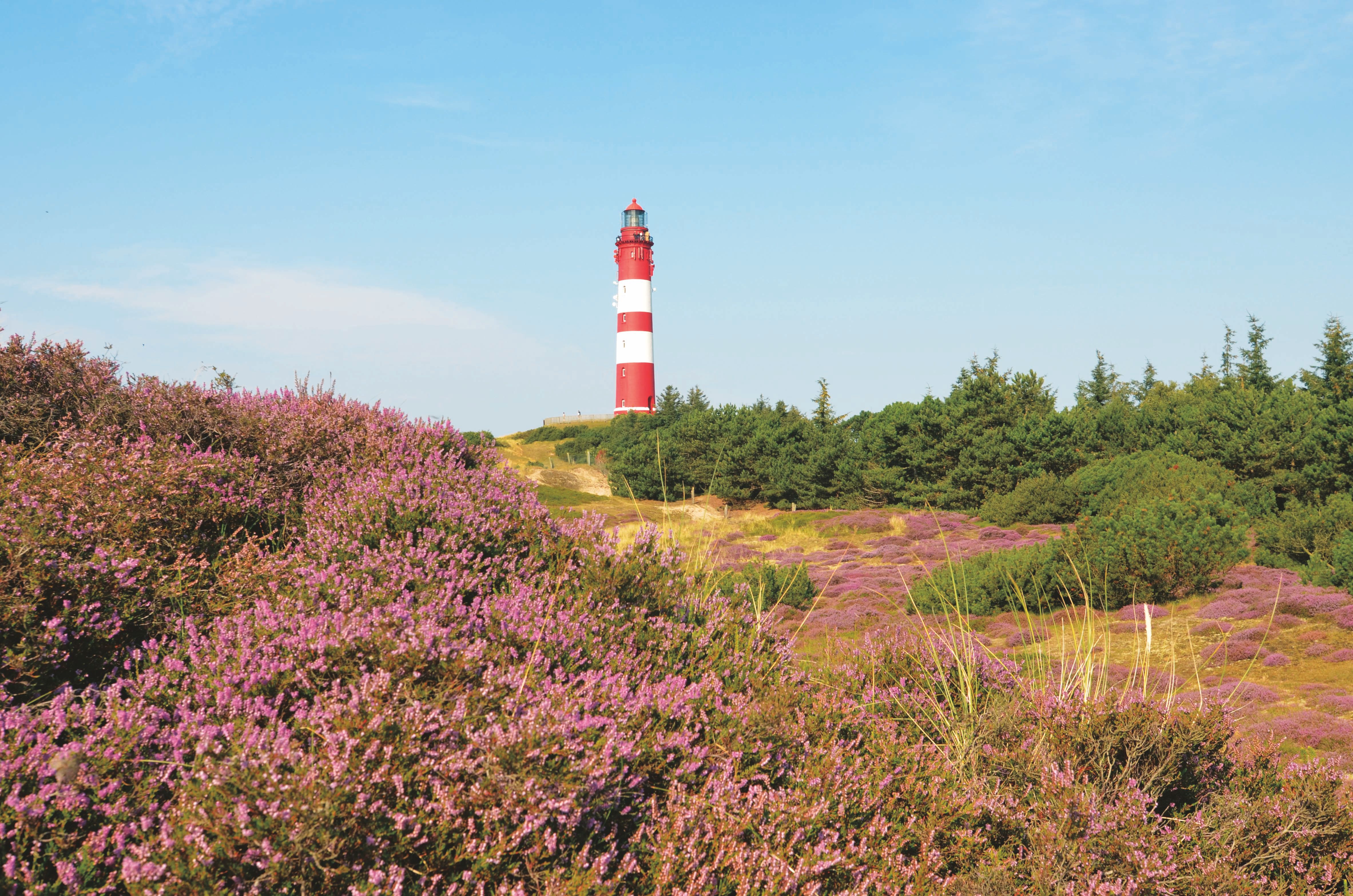 Blick auf den Amrumer Leuchtturm über die Heideblüte