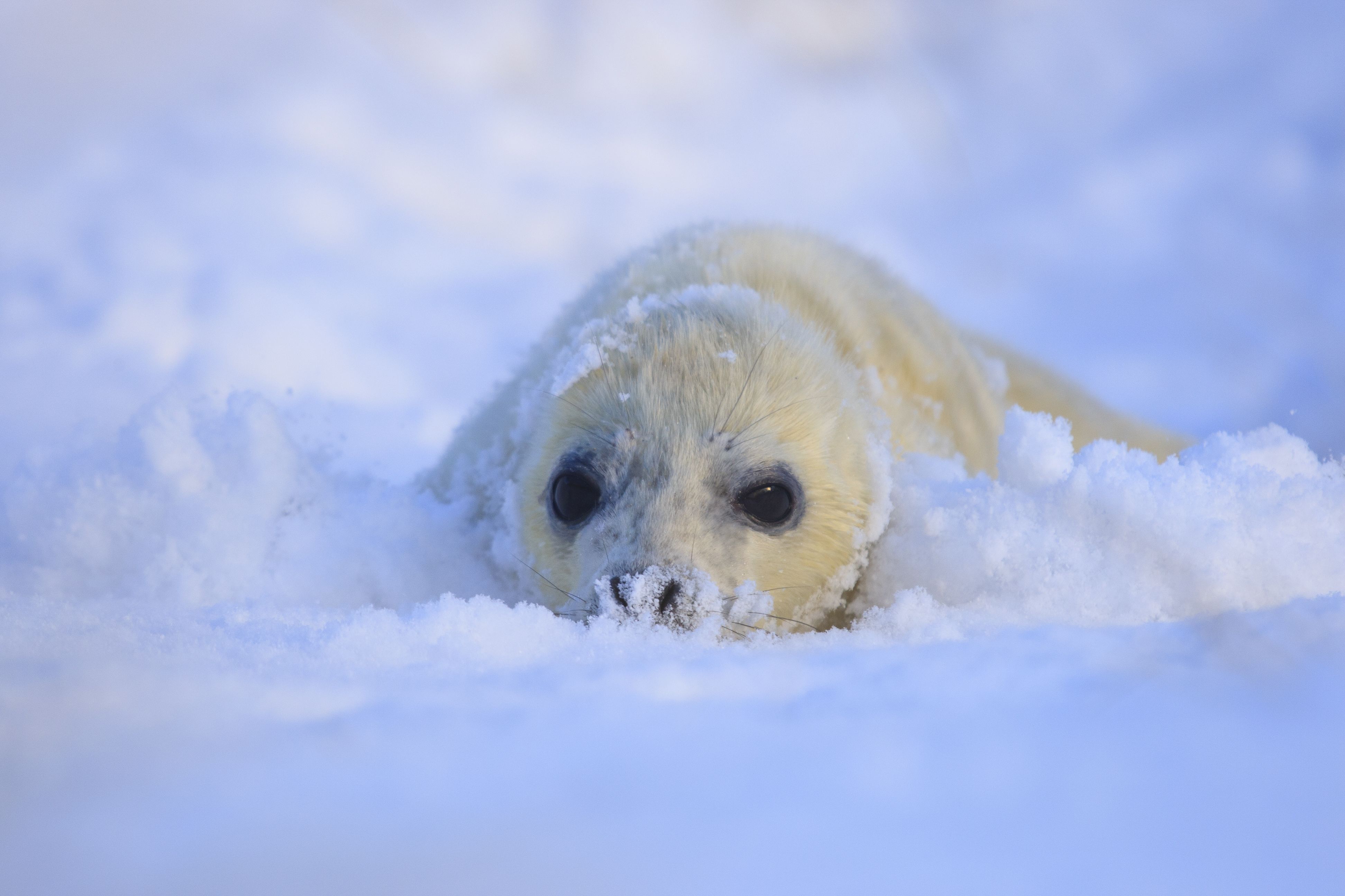 Ein Robbenbaby liegt im Schnee auf der Insel Helgoland