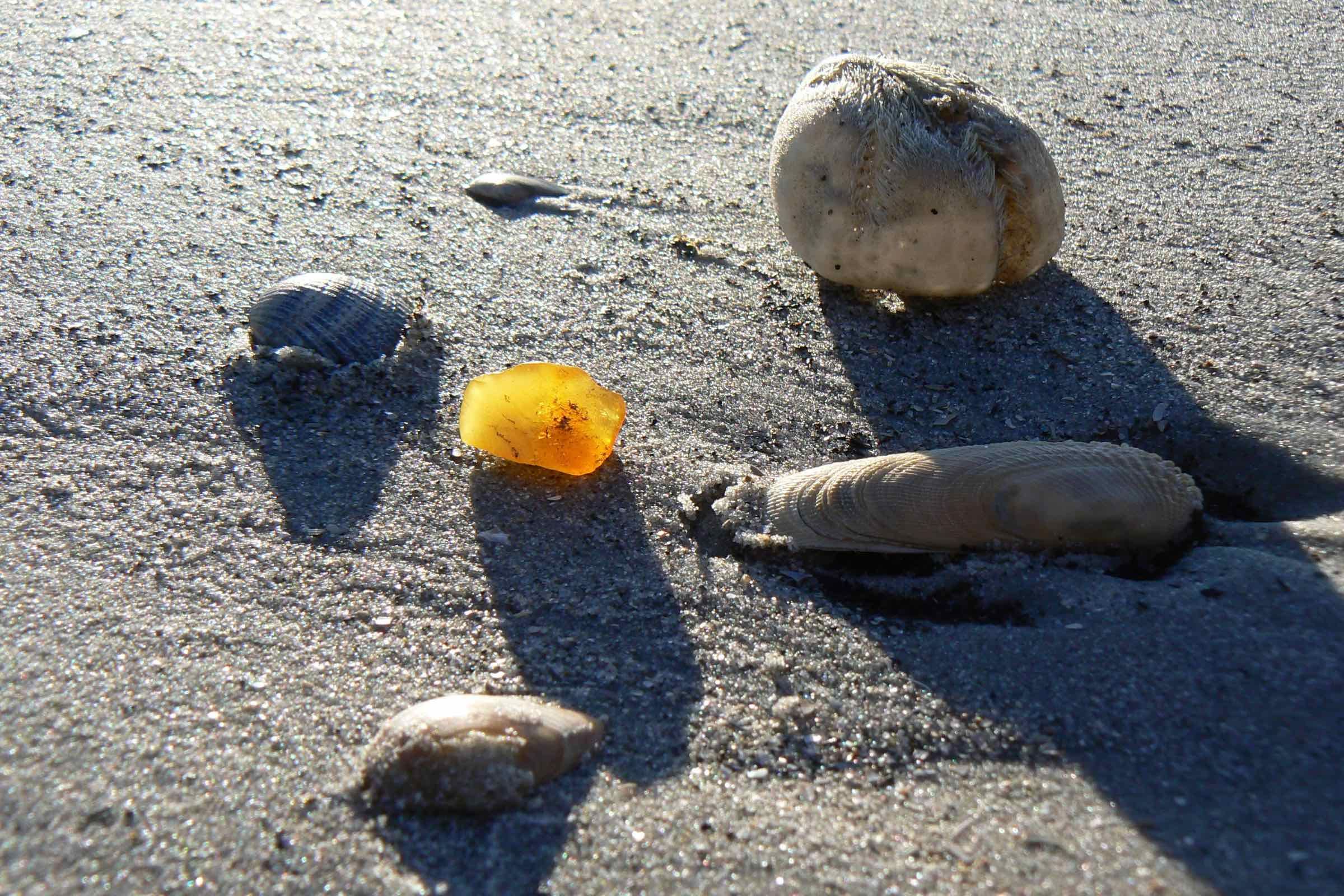 Muscheln, Müll und Bernstein - lerne im Nationalpark-Haus häufige Strandfunde kennen und schleife deinen eigenen Bernstein! Maximal können 9 Gäste teilnehmen, melden Sie sich daher bitte telefonisch an!