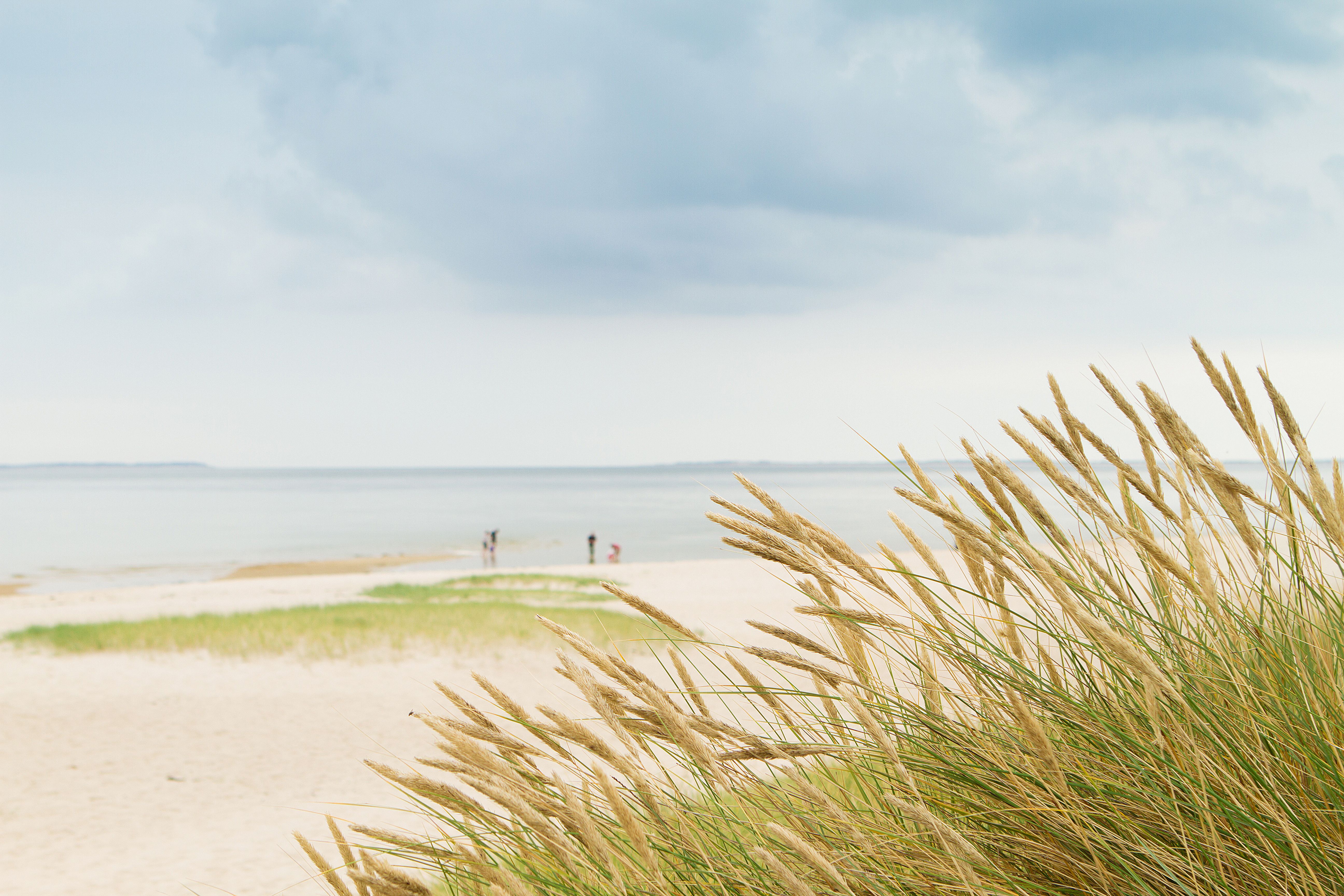 Dünengras am Hörnumer sandstrand