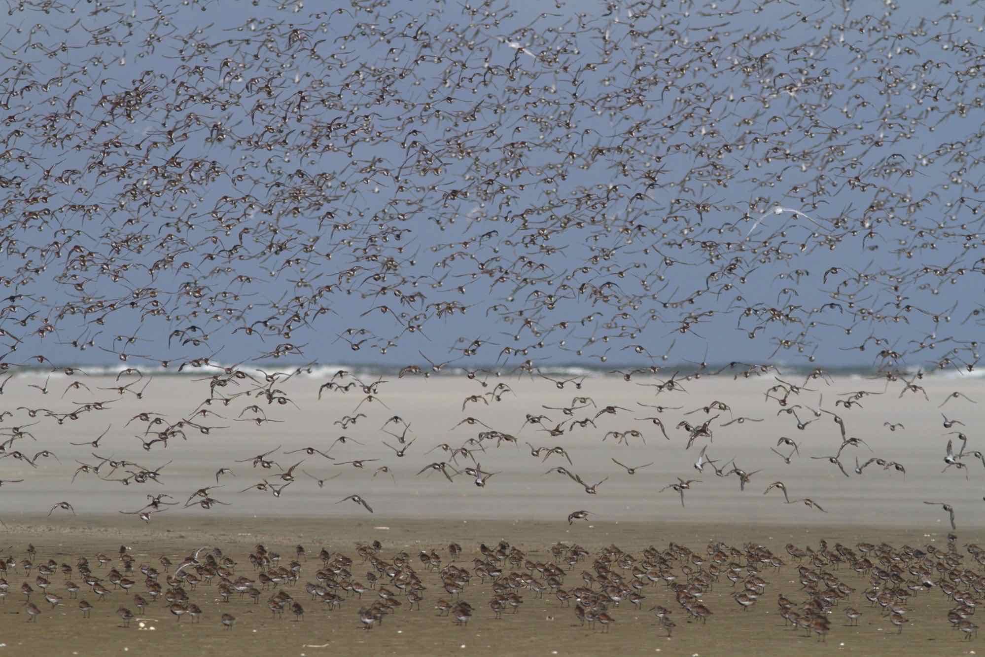 Vogelwelt und Wattenmeer, beides hängt direkt zusammen. Bei Ebbe gehen wir gemeinsam ins Watt und beobachten hier die Vögel bei der Nahrungssuche aus nächster Nähe mit Fernglas und Fernrohr.