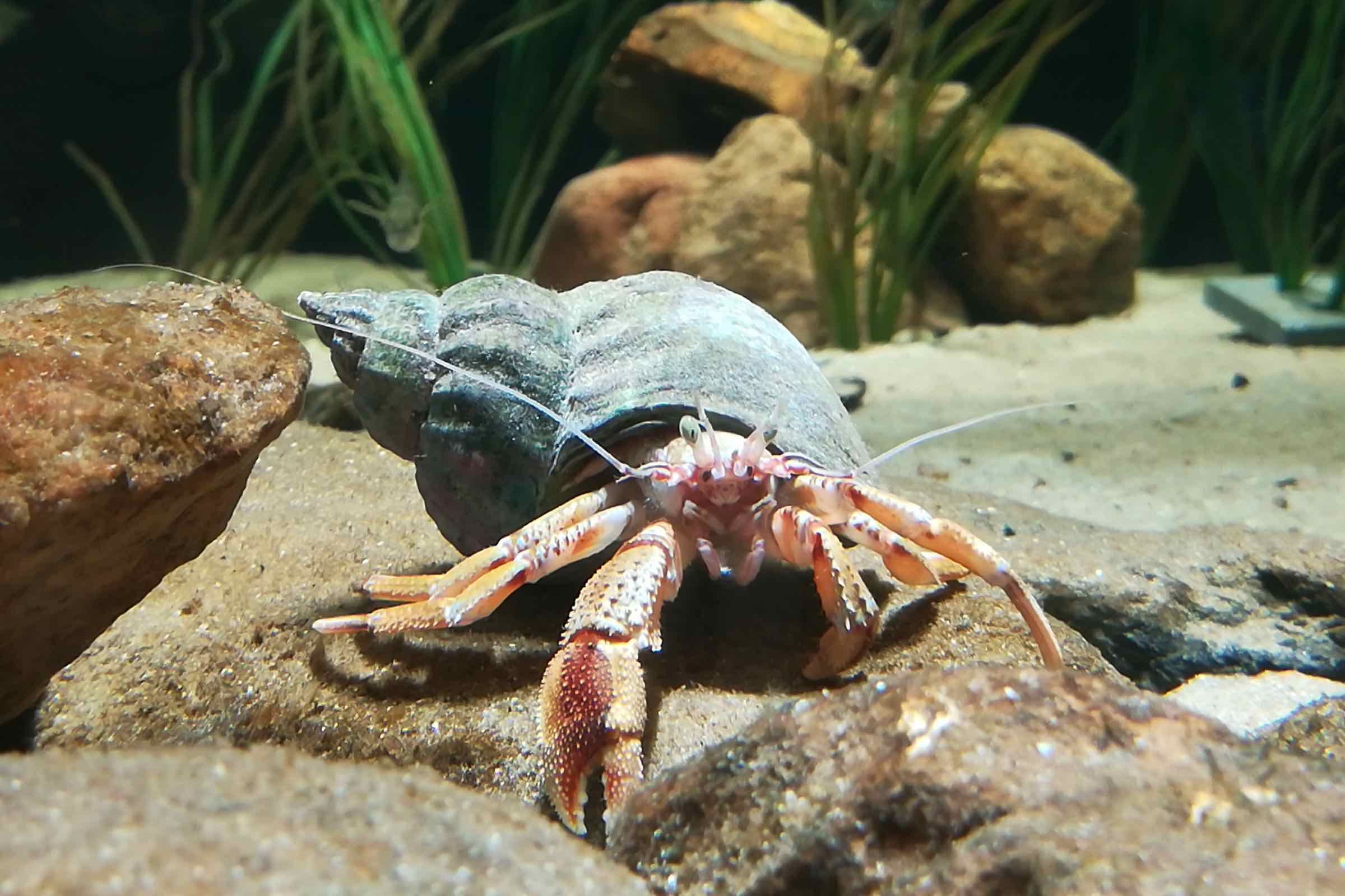 Fressen und gefressen werden - erleben Sie unsere kleinen Nordsee-Raubtiere in Aktion. Durch das Futter kommt einiges in Bewegung in den Aquarien in unserem Nationalpark-Haus "Arche Wattenmeer".