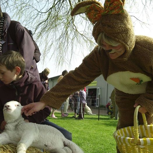 Der Osterhase zu Gast auf Pellworm