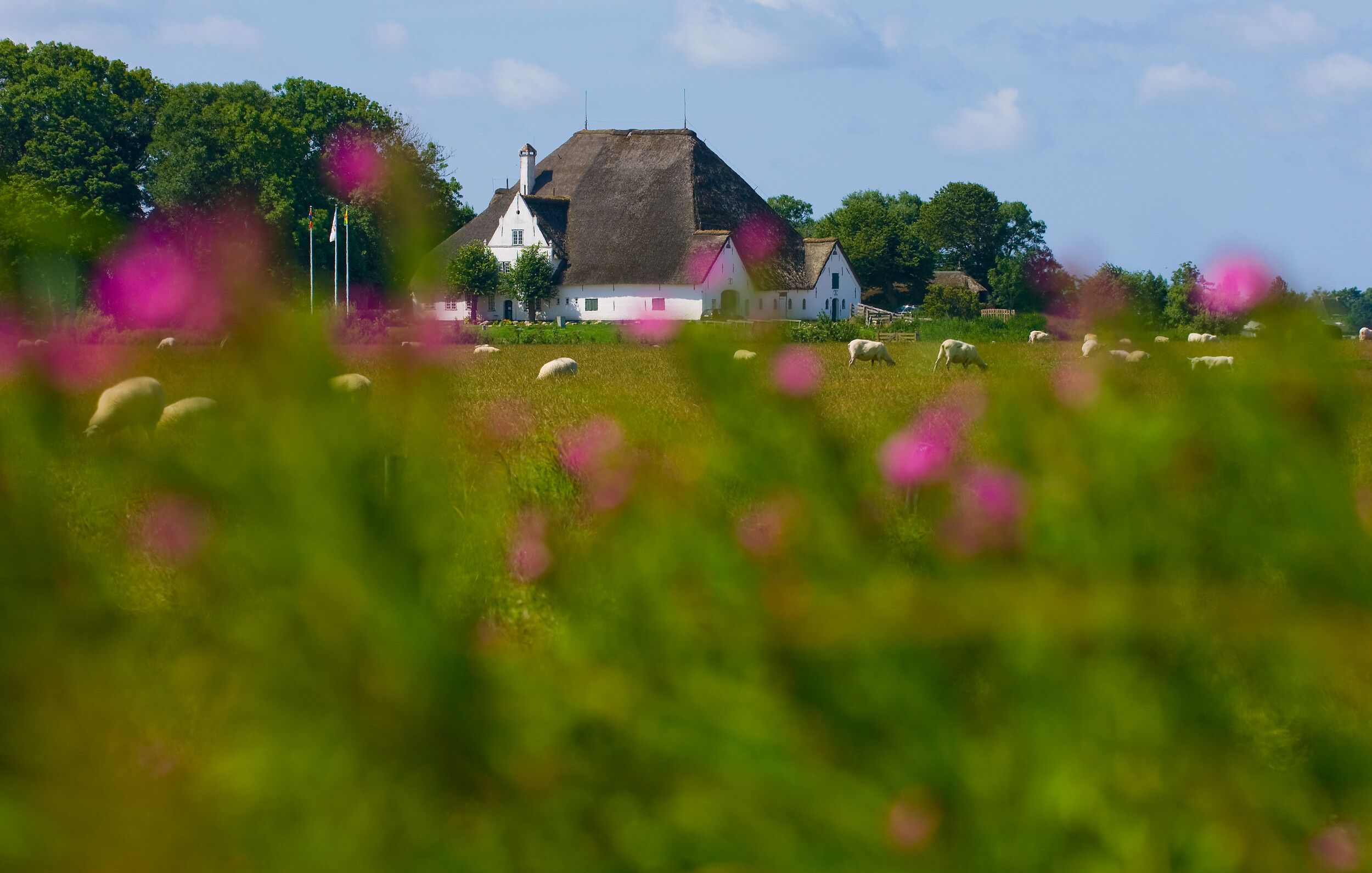 Blick über eine blühende Wiese zum Roten Haubarg